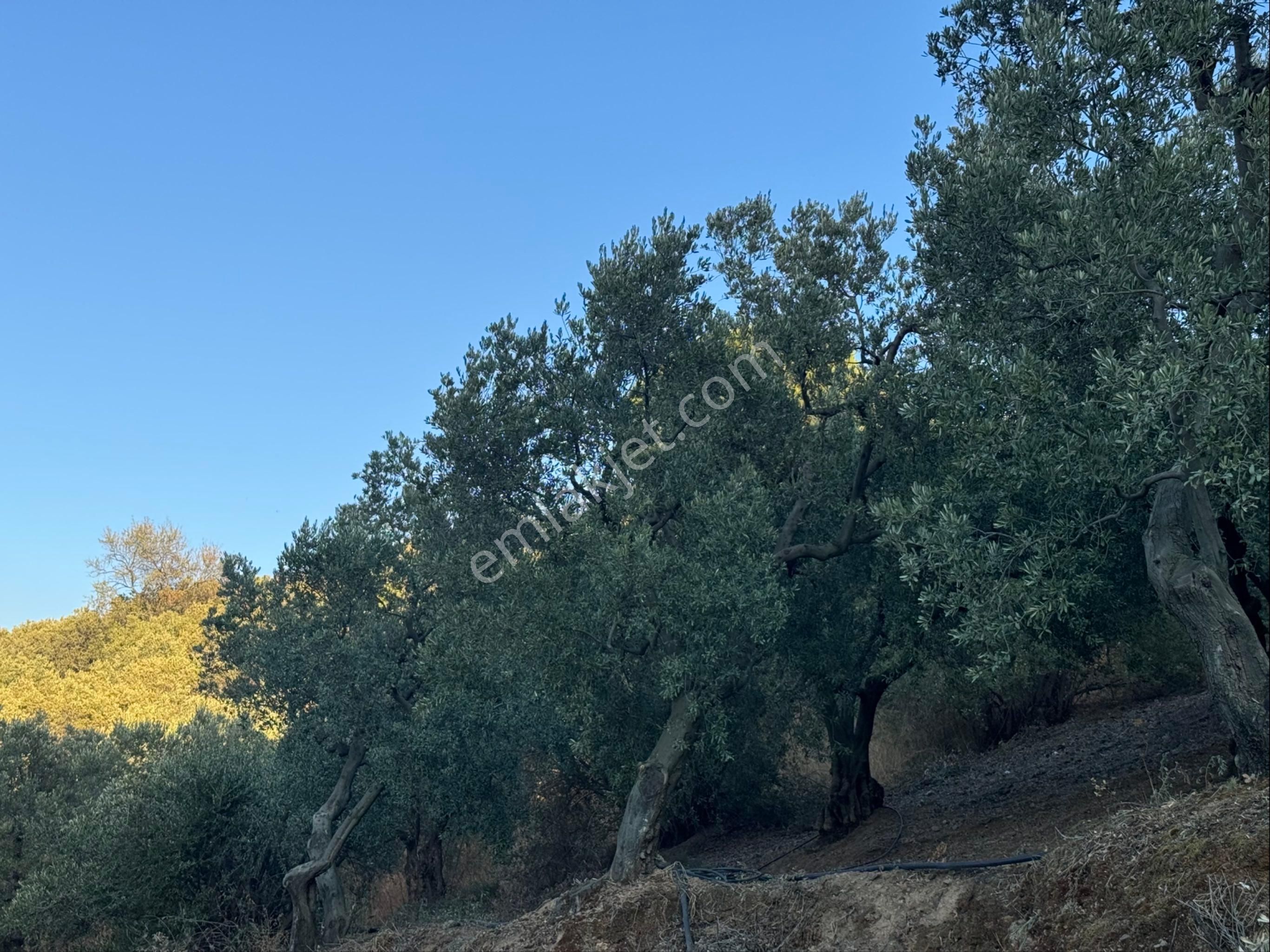 Kumla Konak Emlak”tan Satılık Yola Sıfır Zeytinlik - Görsel 19