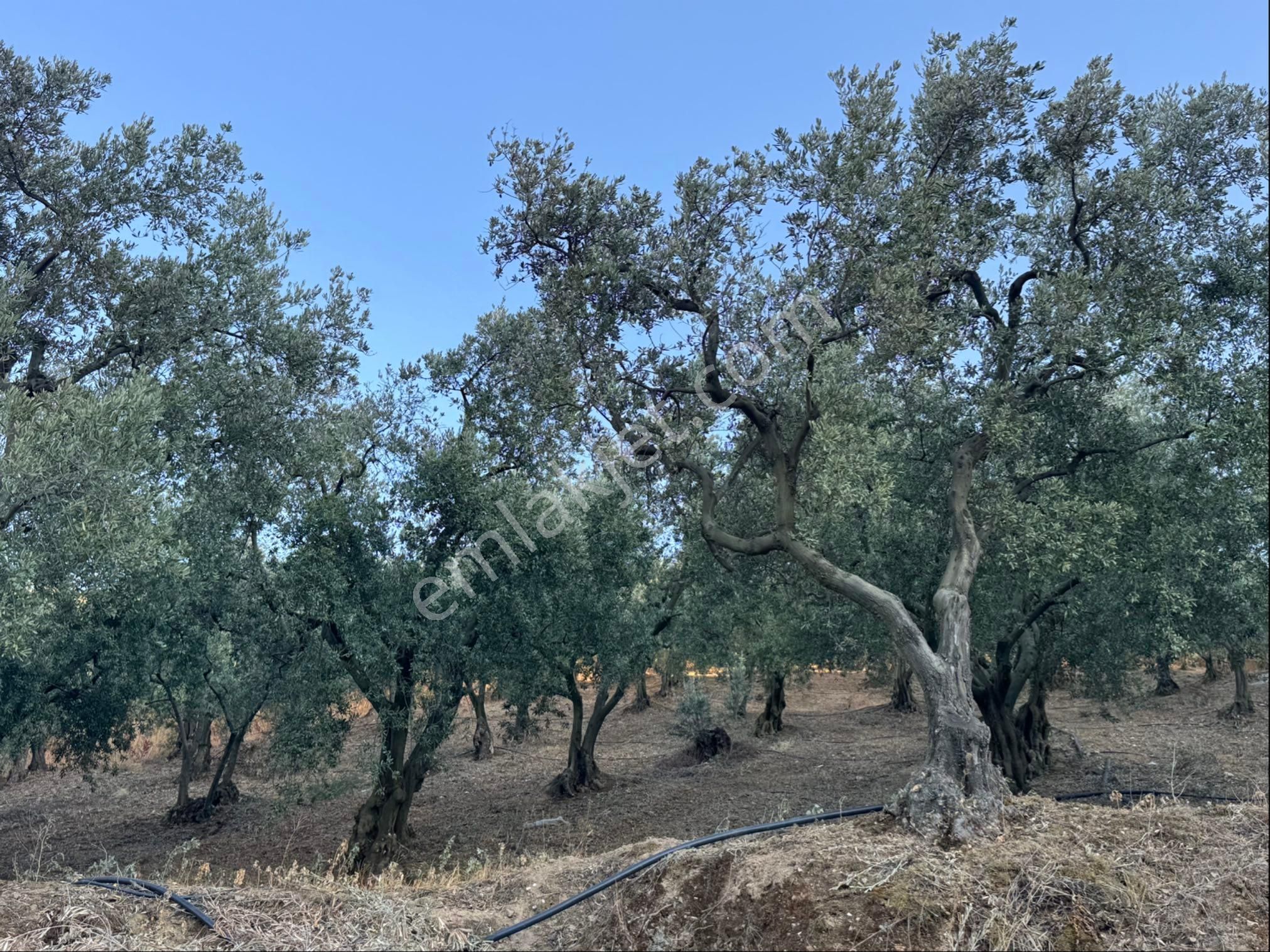 Kumla Konak Emlak”tan Satılık Yola Sıfır Zeytinlik - Görsel 15