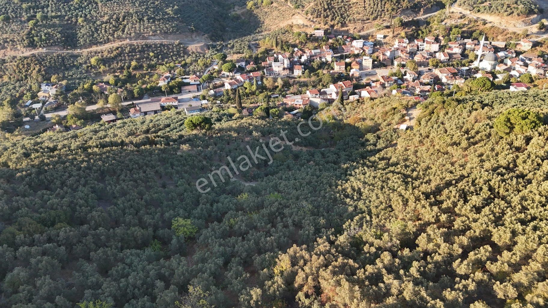 Kumla Konak Emlak”tan Satılık Yola Sıfır Zeytinlik - Görsel 11