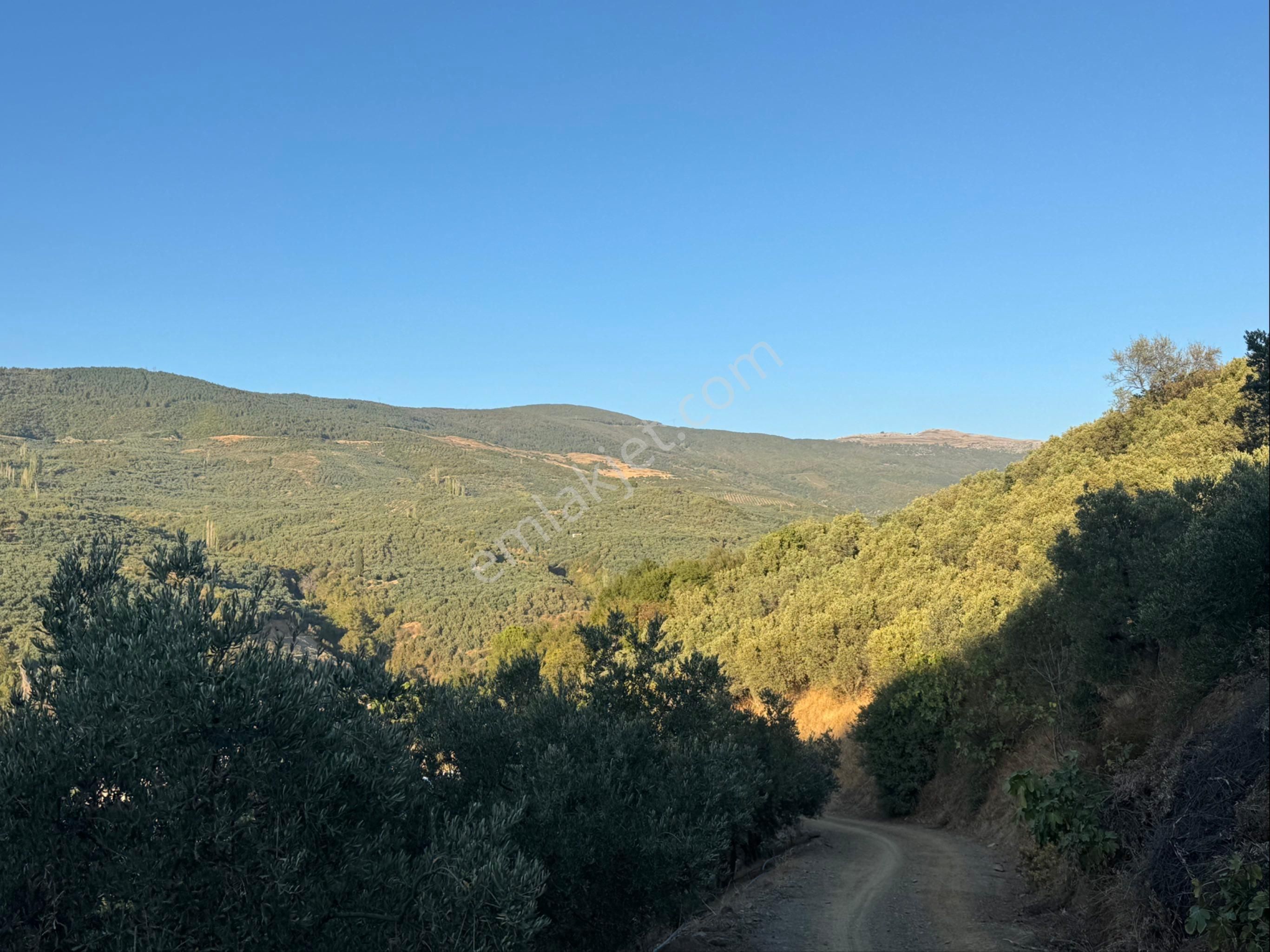 Kumla Konak Emlak”tan Satılık Yola Sıfır Zeytinlik - Görsel 21
