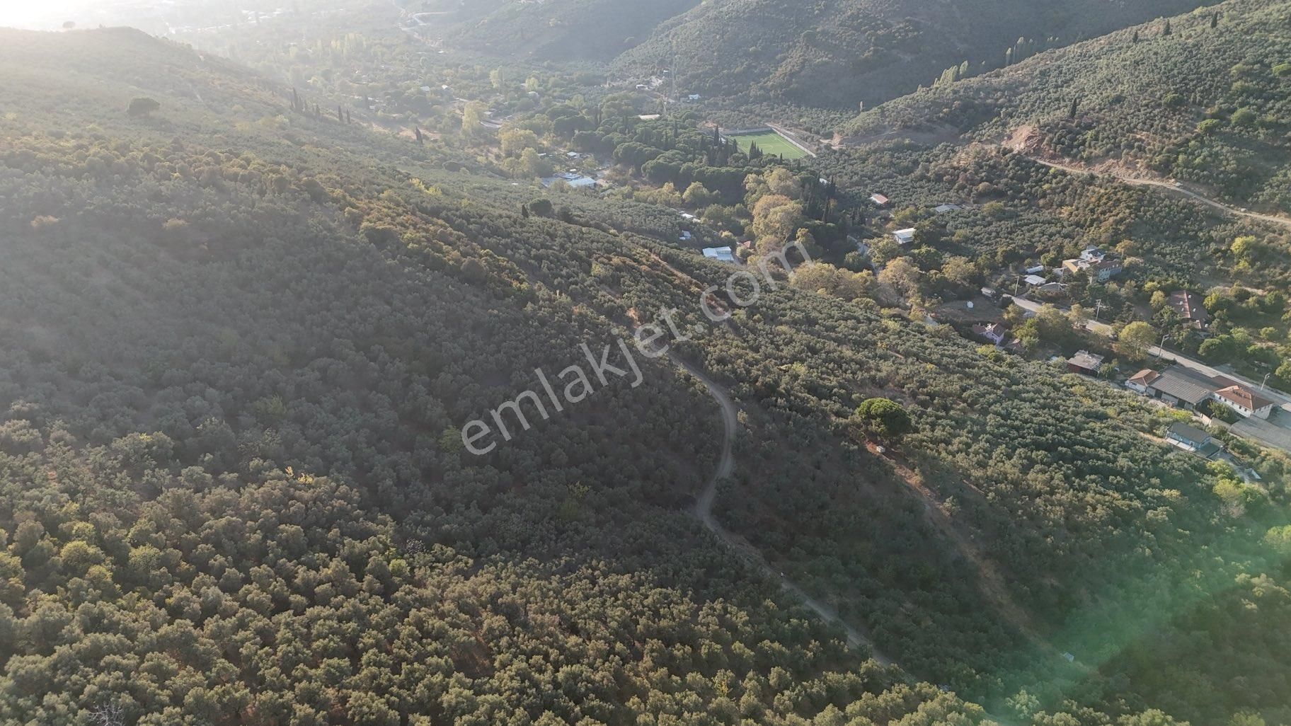 Kumla Konak Emlak”tan Satılık Yola Sıfır Zeytinlik - Görsel 8
