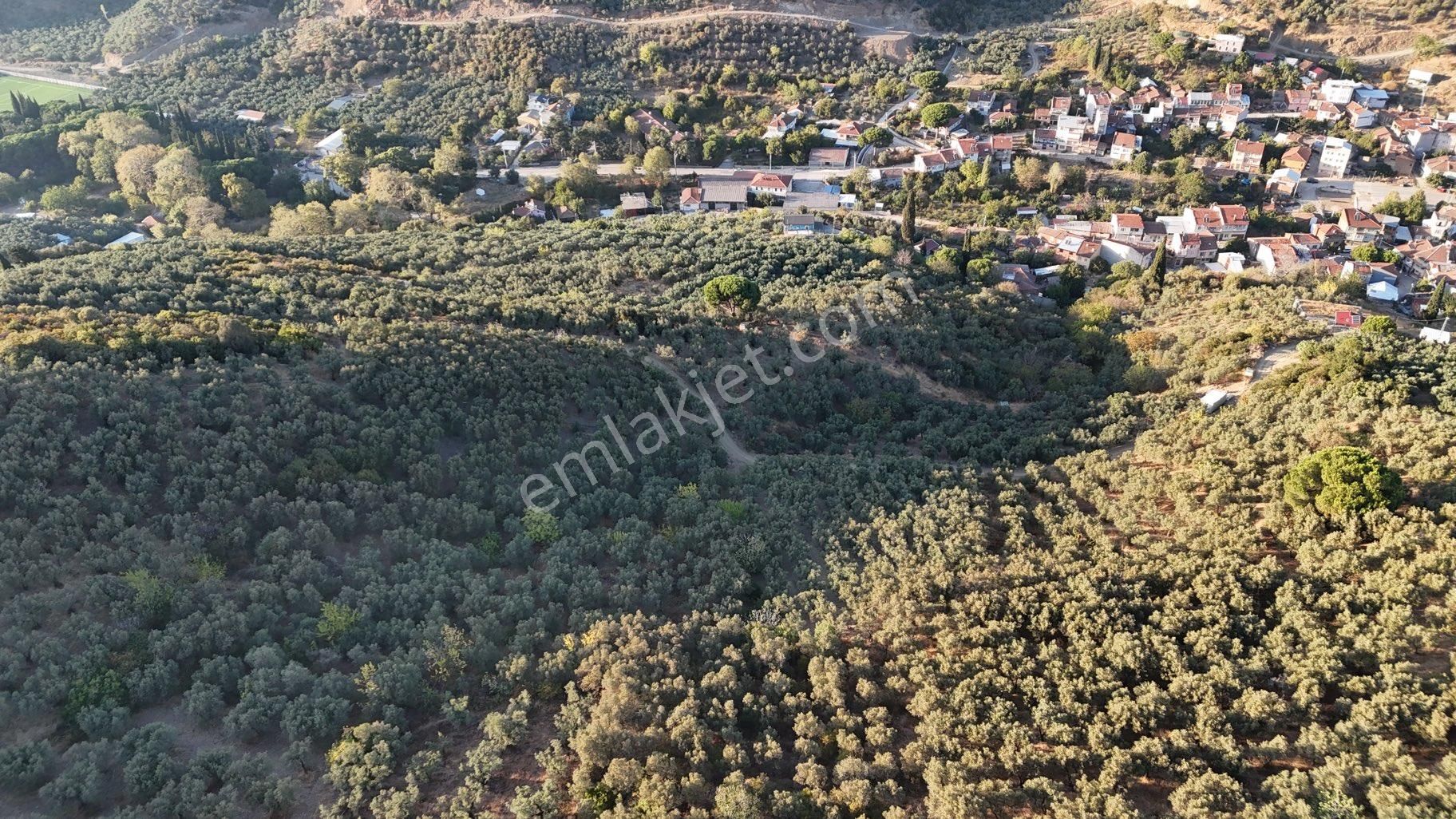 Kumla Konak Emlak”tan Satılık Yola Sıfır Zeytinlik - Görsel 9