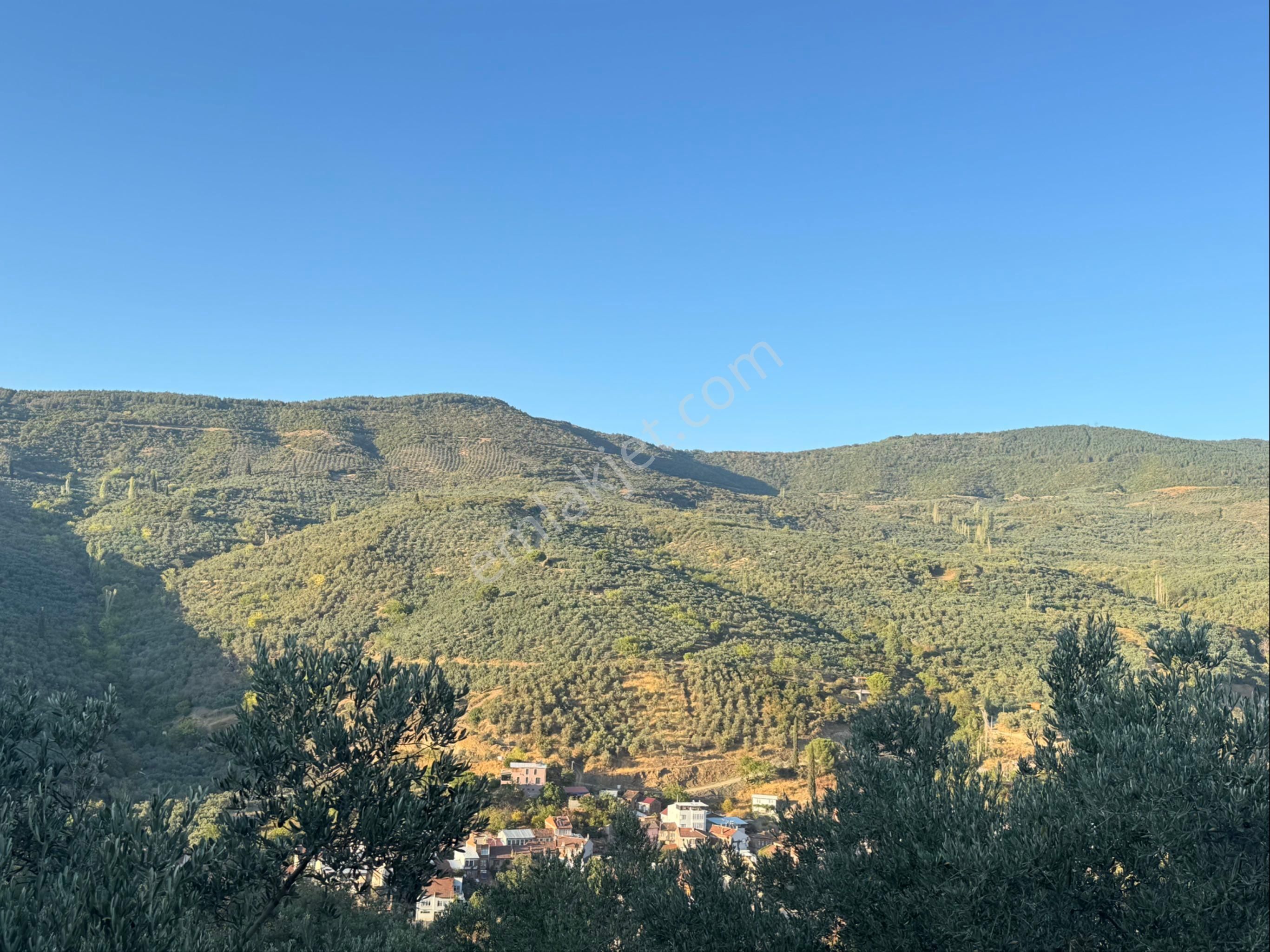 Kumla Konak Emlak”tan Satılık Yola Sıfır Zeytinlik - Görsel 20