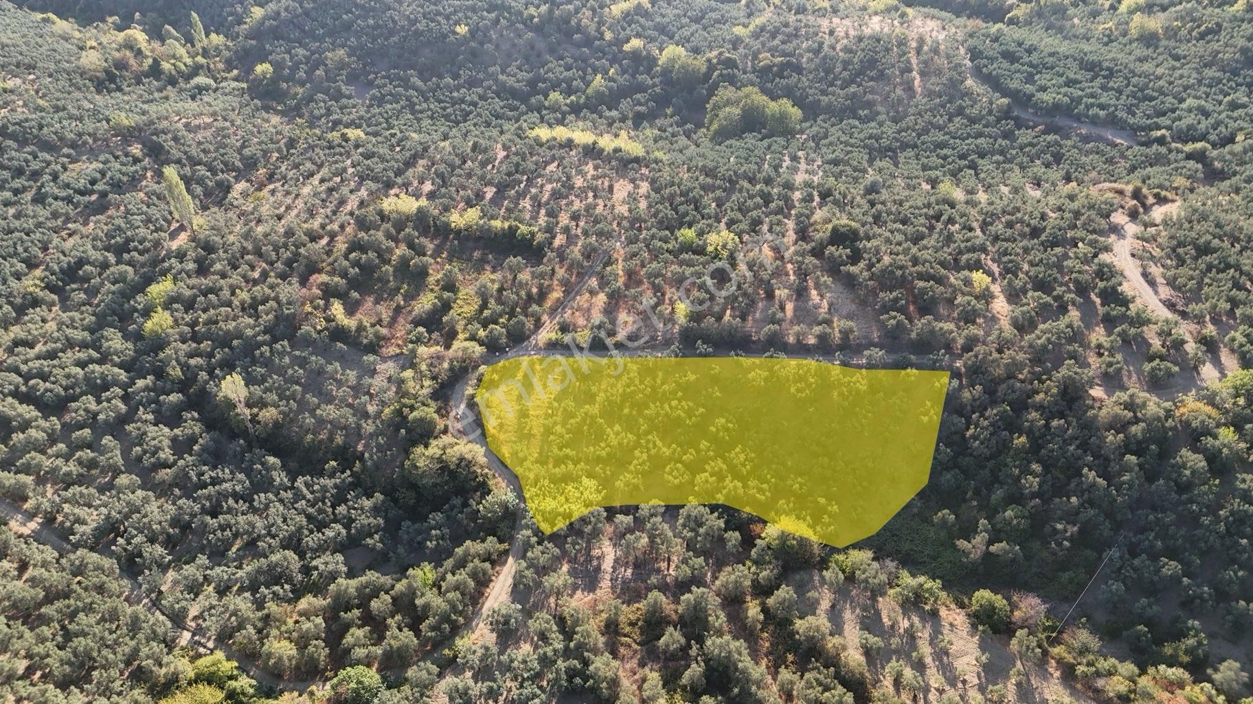 Kumla Konak Emlak”tan Satılık Zeytinlik - Görsel 2
