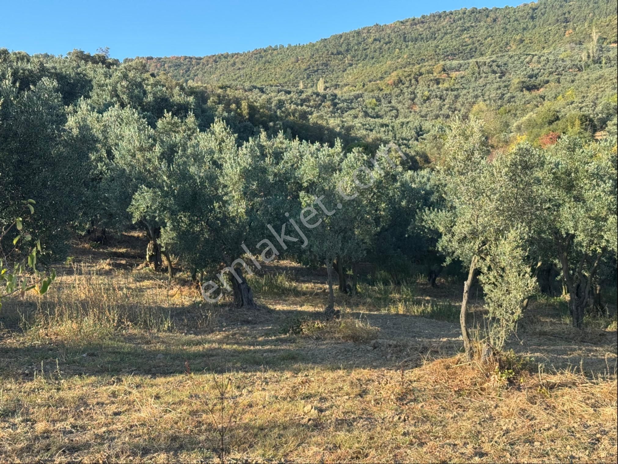 Kumla Konak Emlak”tan Satılık Zeytinlik - Görsel 25