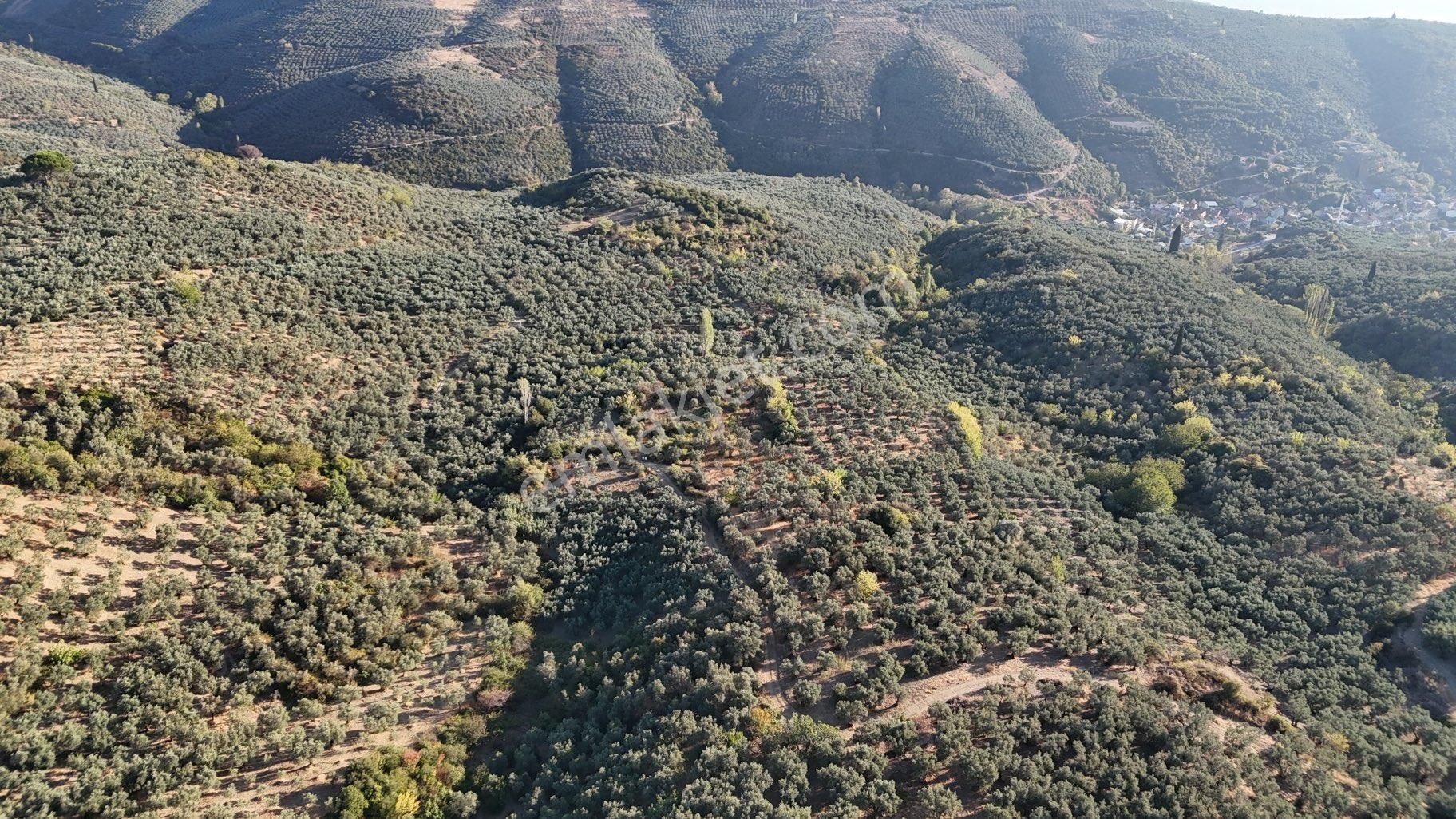 Kumla Konak Emlak”tan Satılık Zeytinlik - Görsel 16