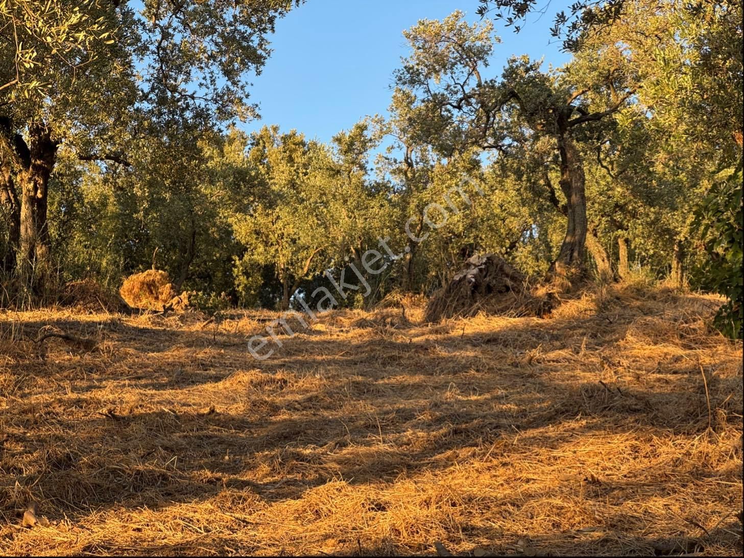 Kumla Konak Emlak”tan Satılık Körfez Manzaralı Zeytinlik - Görsel 23