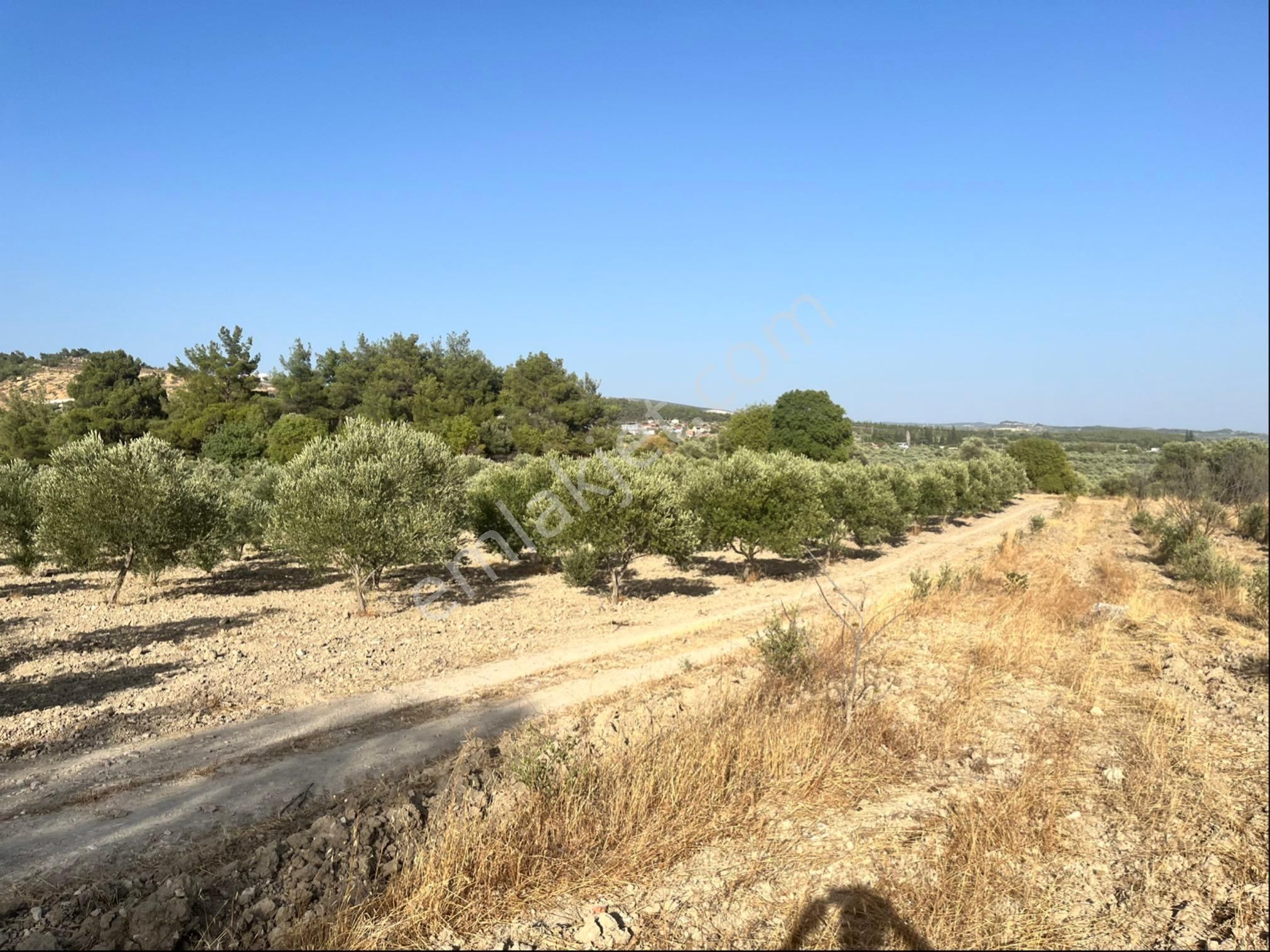 Sarıçam Mah 9800m2 Satılık Hesaplı Zeytinlik Resmi Yol Var - Görsel 18