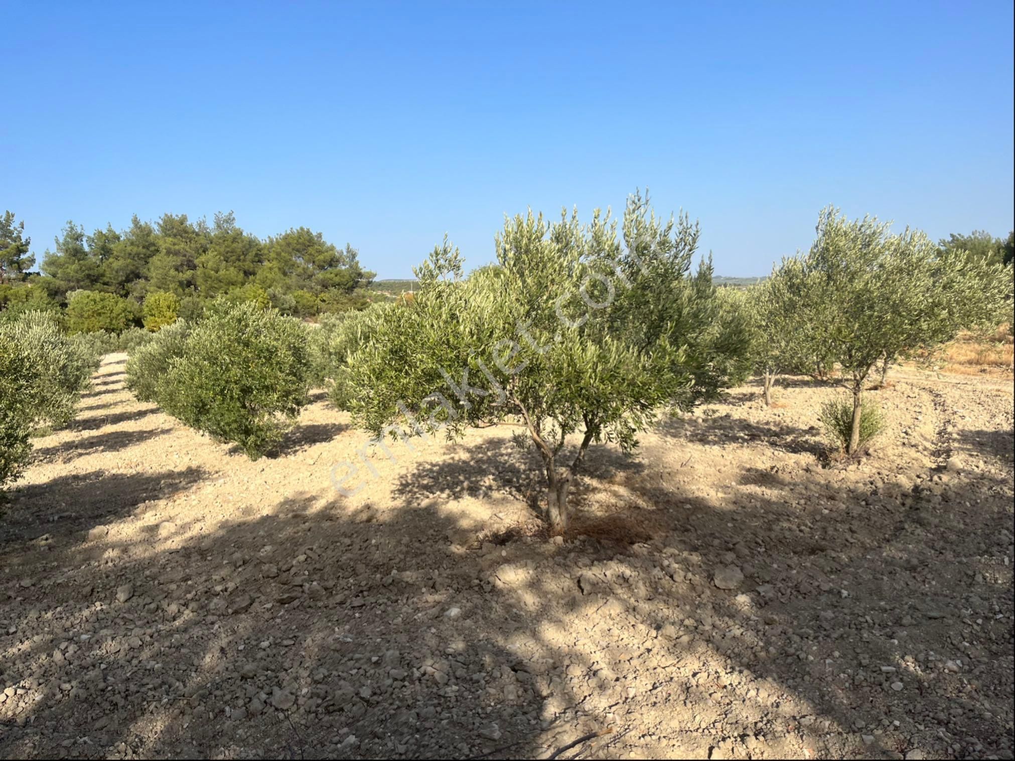 Sarıçam Mah 9800m2 Satılık Hesaplı Zeytinlik Resmi Yol Var - Görsel 26