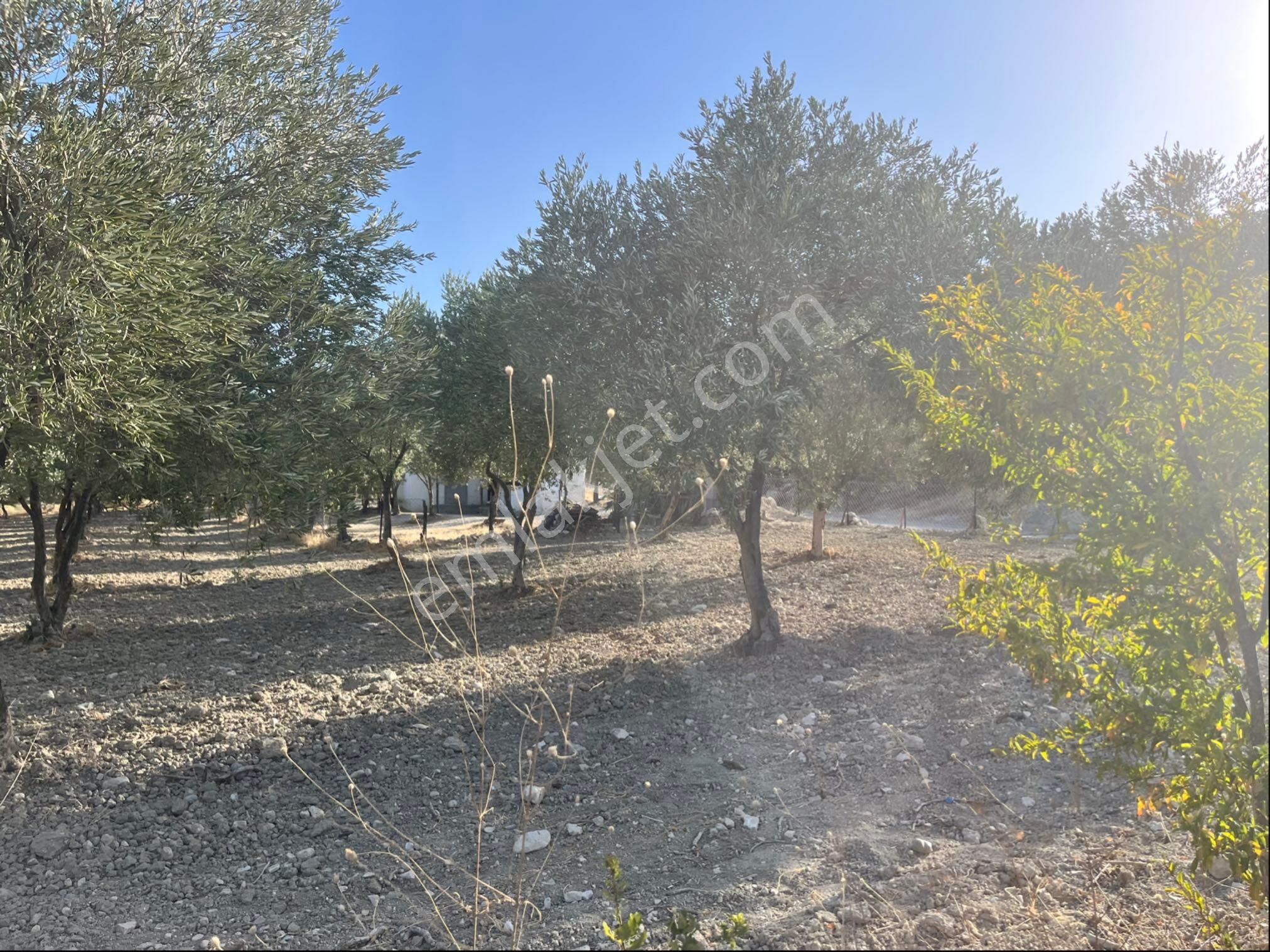 Sarıçam Mah 9800m2 Satılık Hesaplı Zeytinlik Resmi Yol Var - Görsel 2