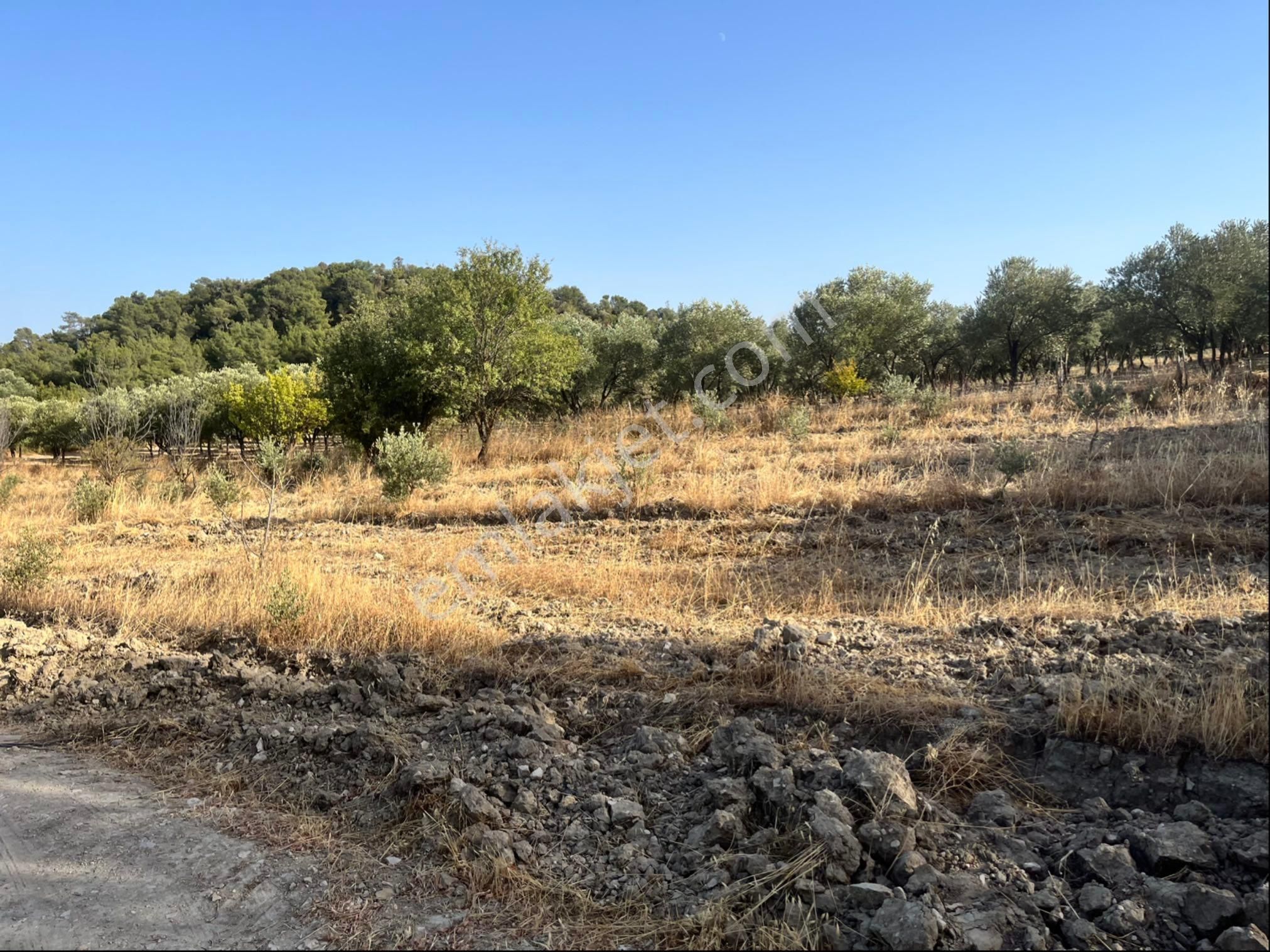 Sarıçam Mah 9800m2 Satılık Hesaplı Zeytinlik Resmi Yol Var - Görsel 24