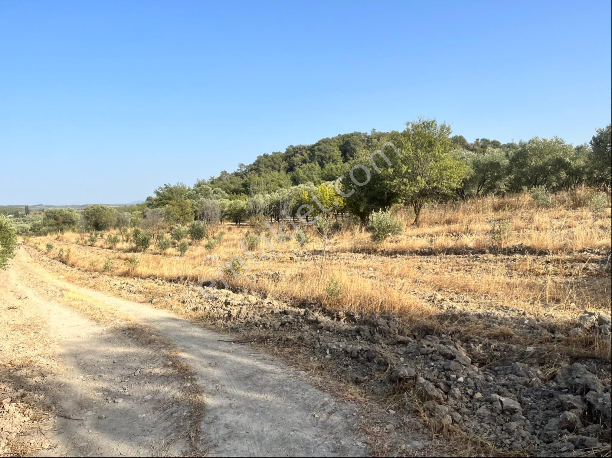 Sarıçam Mah 9800m2 Satılık Hesaplı Zeytinlik Resmi Yol Var - Görsel 23