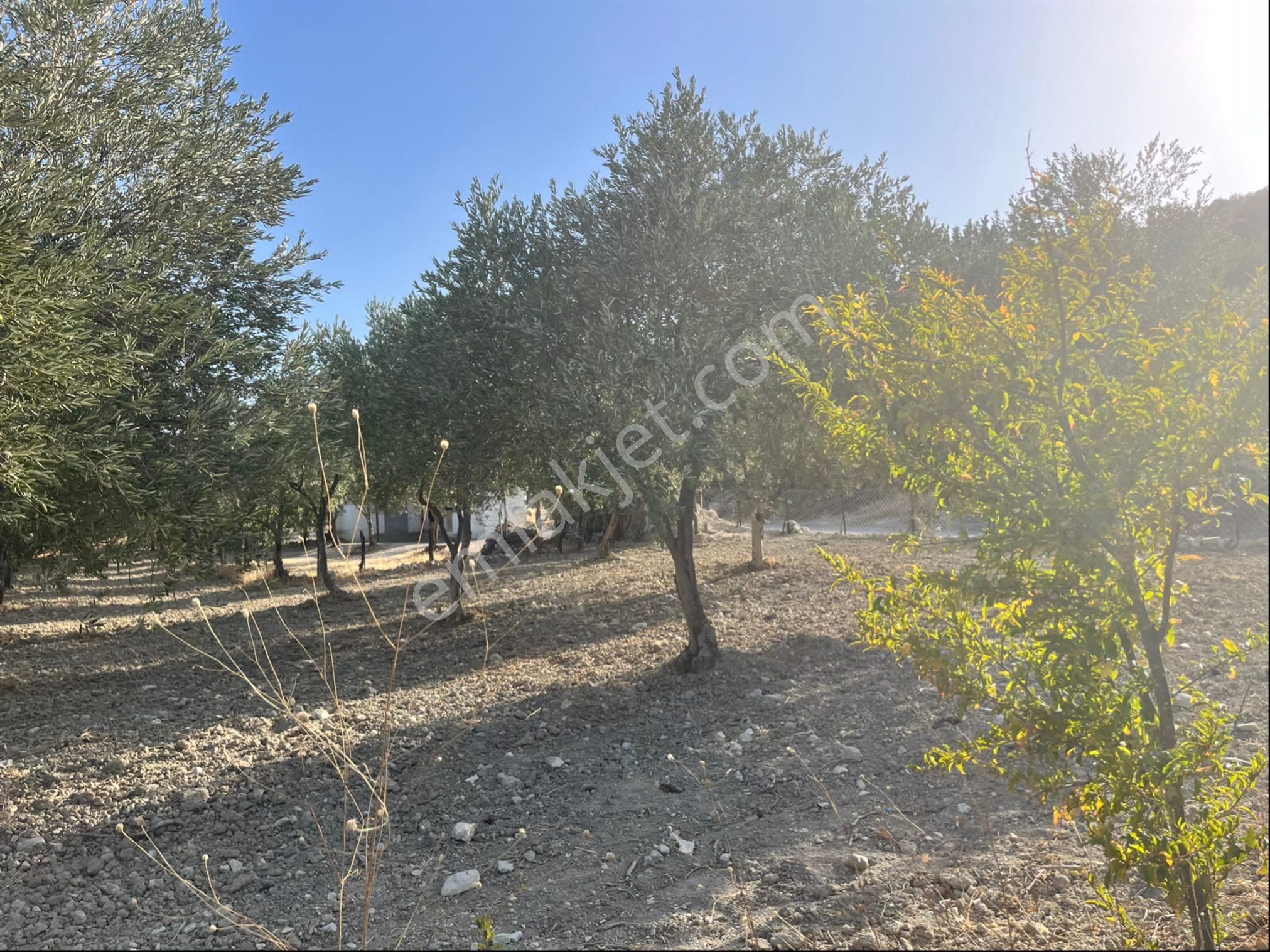 Sarıçam Mah 9800m2 Satılık Hesaplı Zeytinlik Resmi Yol Var - Görsel 14