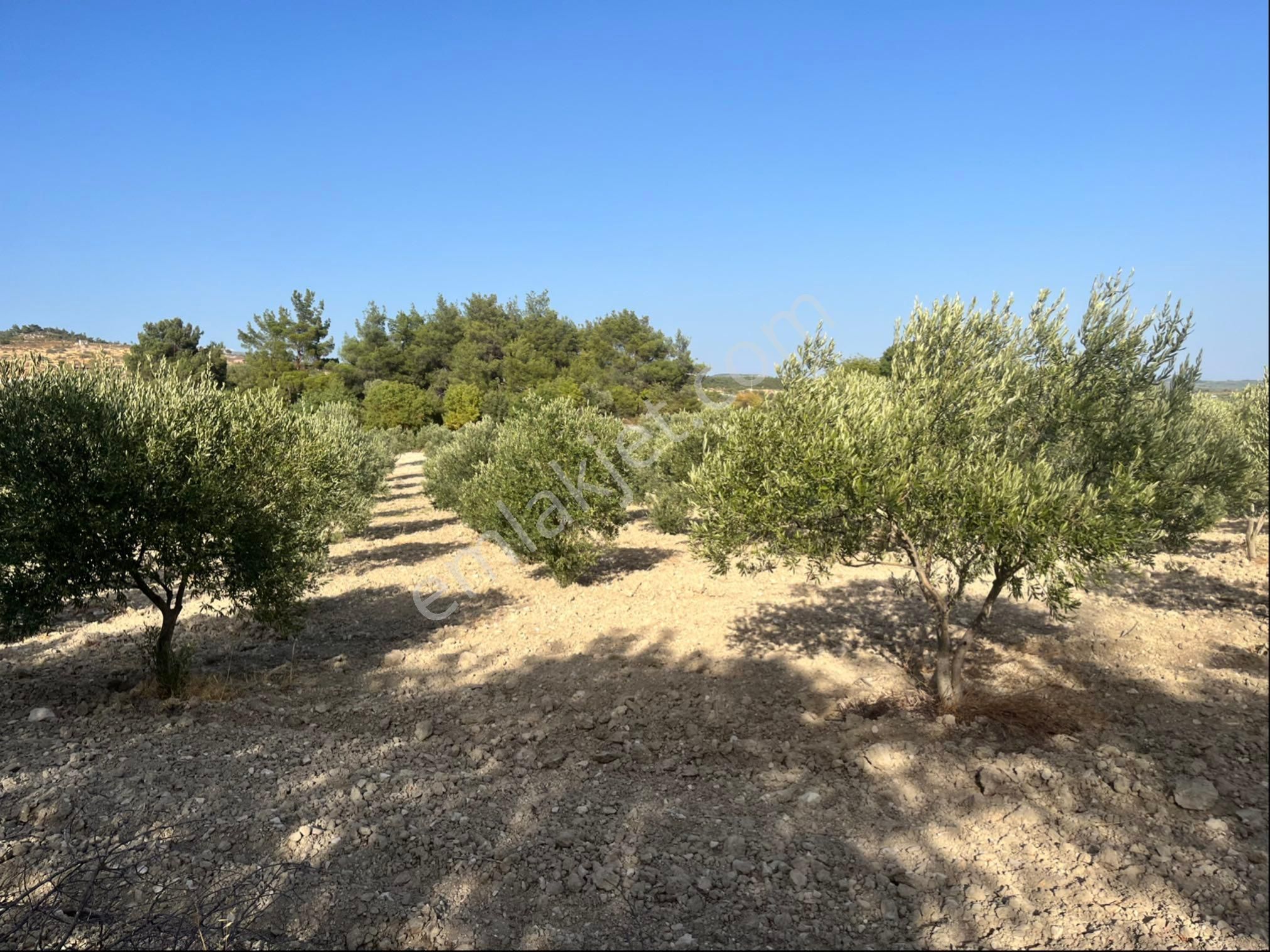 Sarıçam Mah 9800m2 Satılık Hesaplı Zeytinlik Resmi Yol Var - Görsel 29