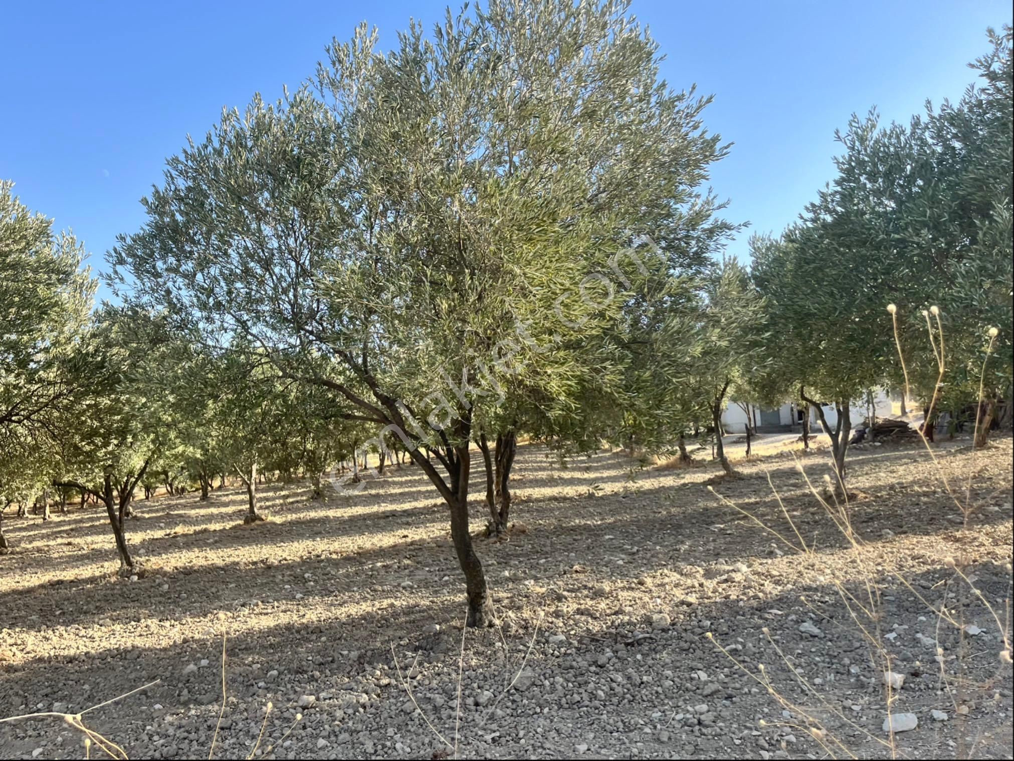 Sarıçam Mah 9800m2 Satılık Hesaplı Zeytinlik Resmi Yol Var - Görsel 10