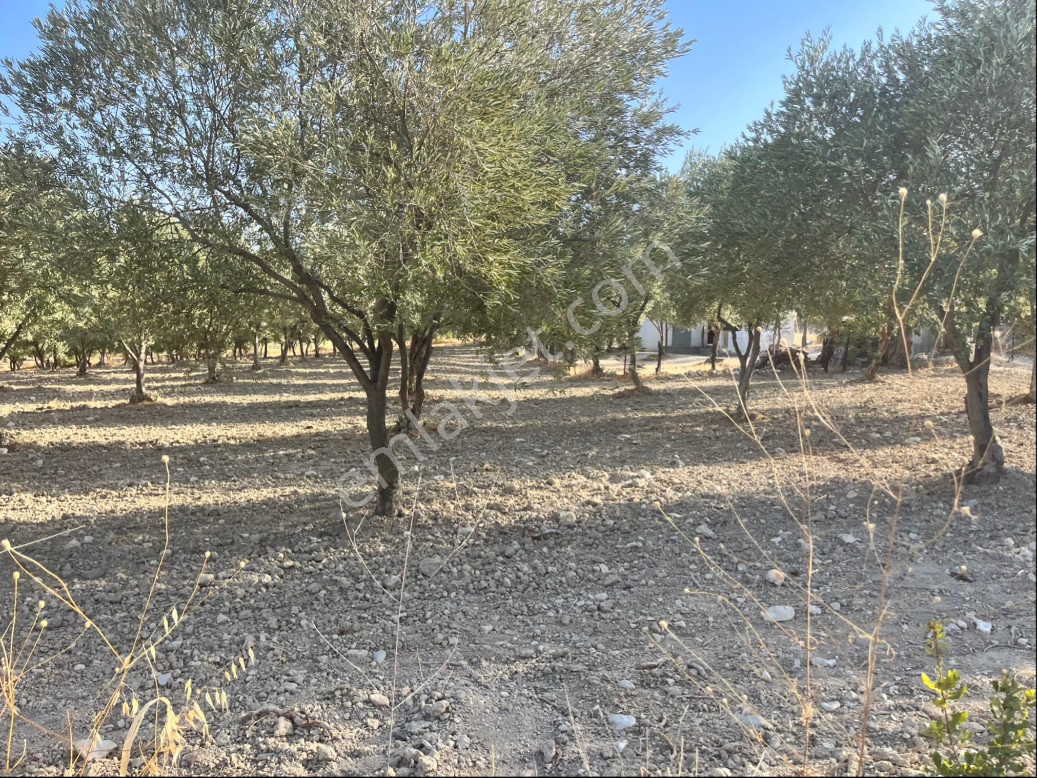 Sarıçam Mah 9800m2 Satılık Hesaplı Zeytinlik Resmi Yol Var