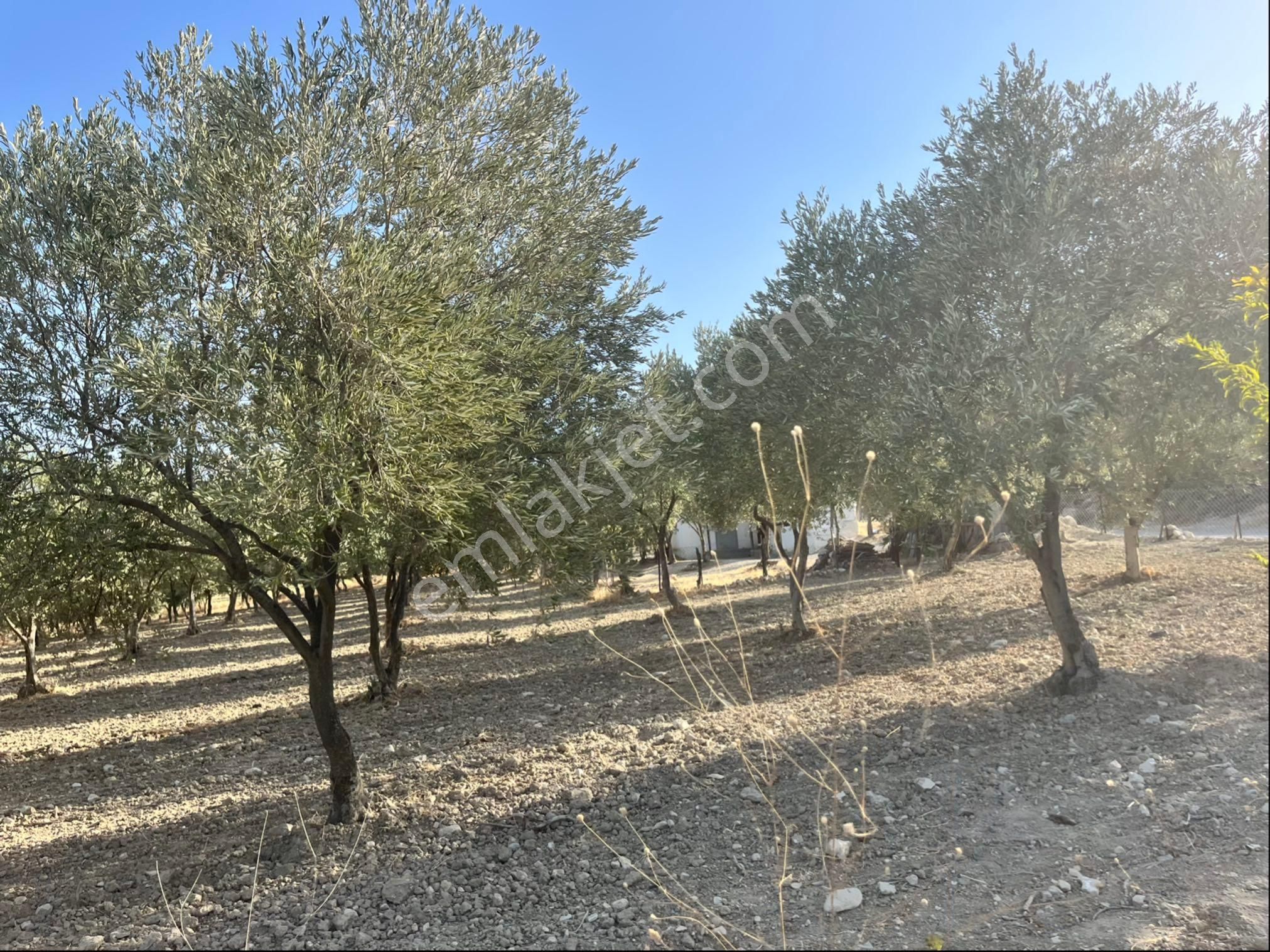 Sarıçam Mah 9800m2 Satılık Hesaplı Zeytinlik Resmi Yol Var - Görsel 15