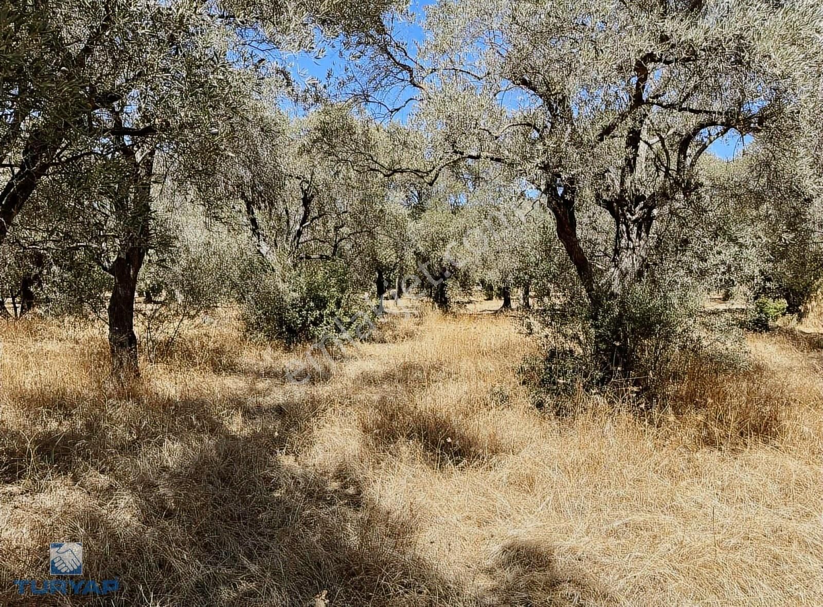 Torbalı Dirmil Mah.2788 M2 Tek Tapu Satılık Zeytinlik - Görsel 30
