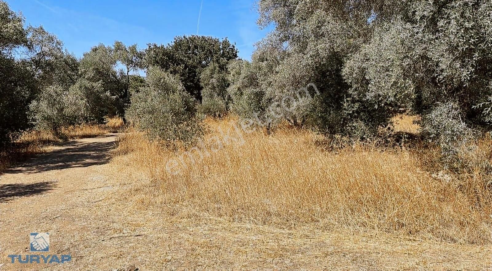 Torbalı Dirmil Mah.2788 M2 Tek Tapu Satılık Zeytinlik - Görsel 35