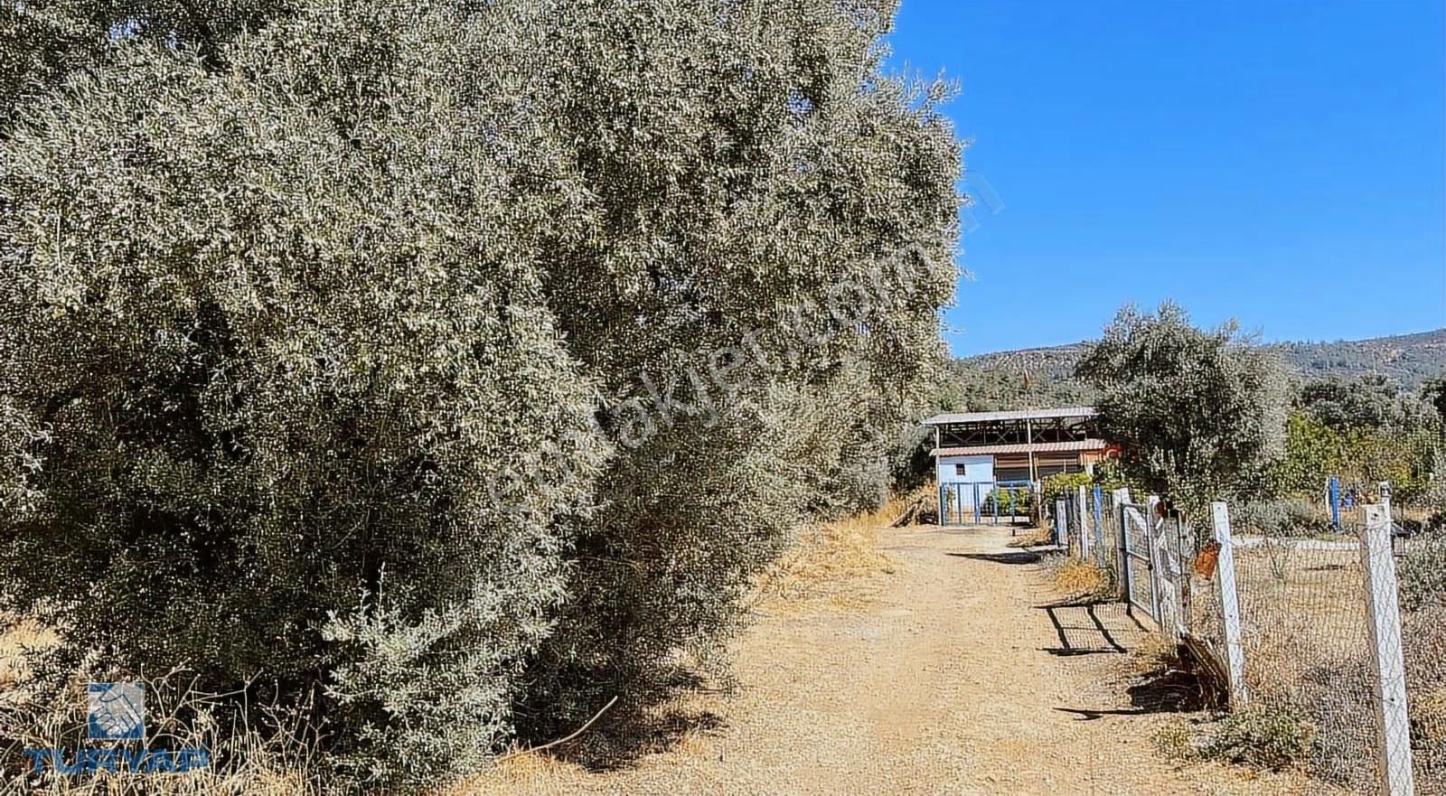 Torbalı Dirmil Mah.2788 M2 Tek Tapu Satılık Zeytinlik - Görsel 21