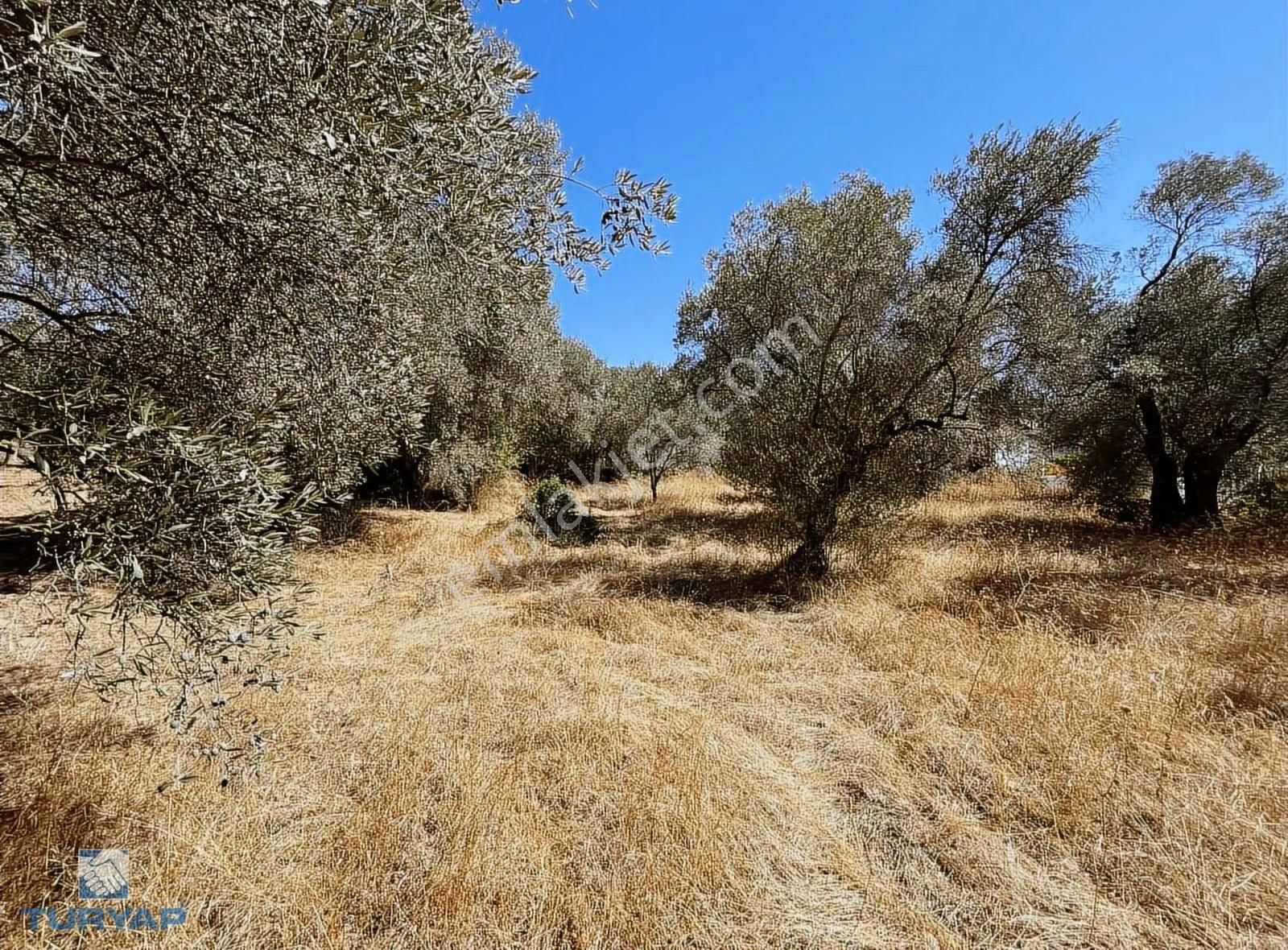 Torbalı Dirmil Mah.2788 M2 Tek Tapu Satılık Zeytinlik - Görsel 4