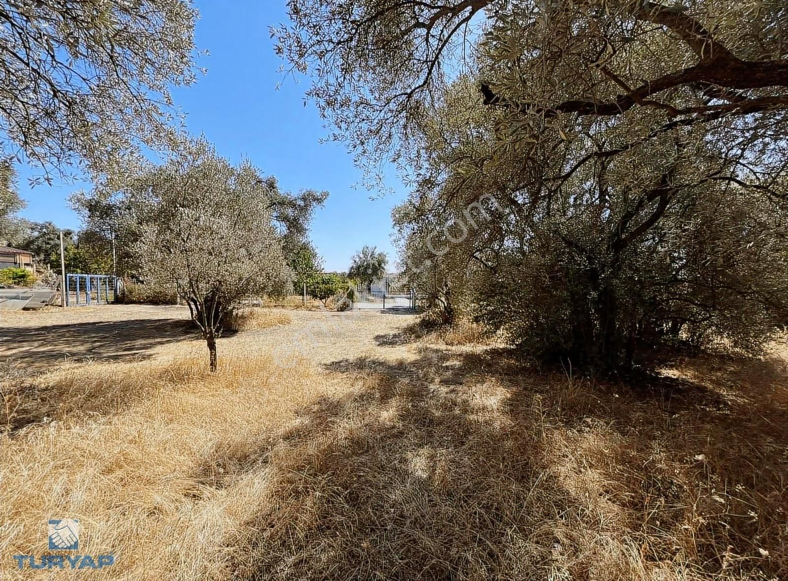 Torbalı Dirmil Mah.2788 M2 Tek Tapu Satılık Zeytinlik - Görsel 29