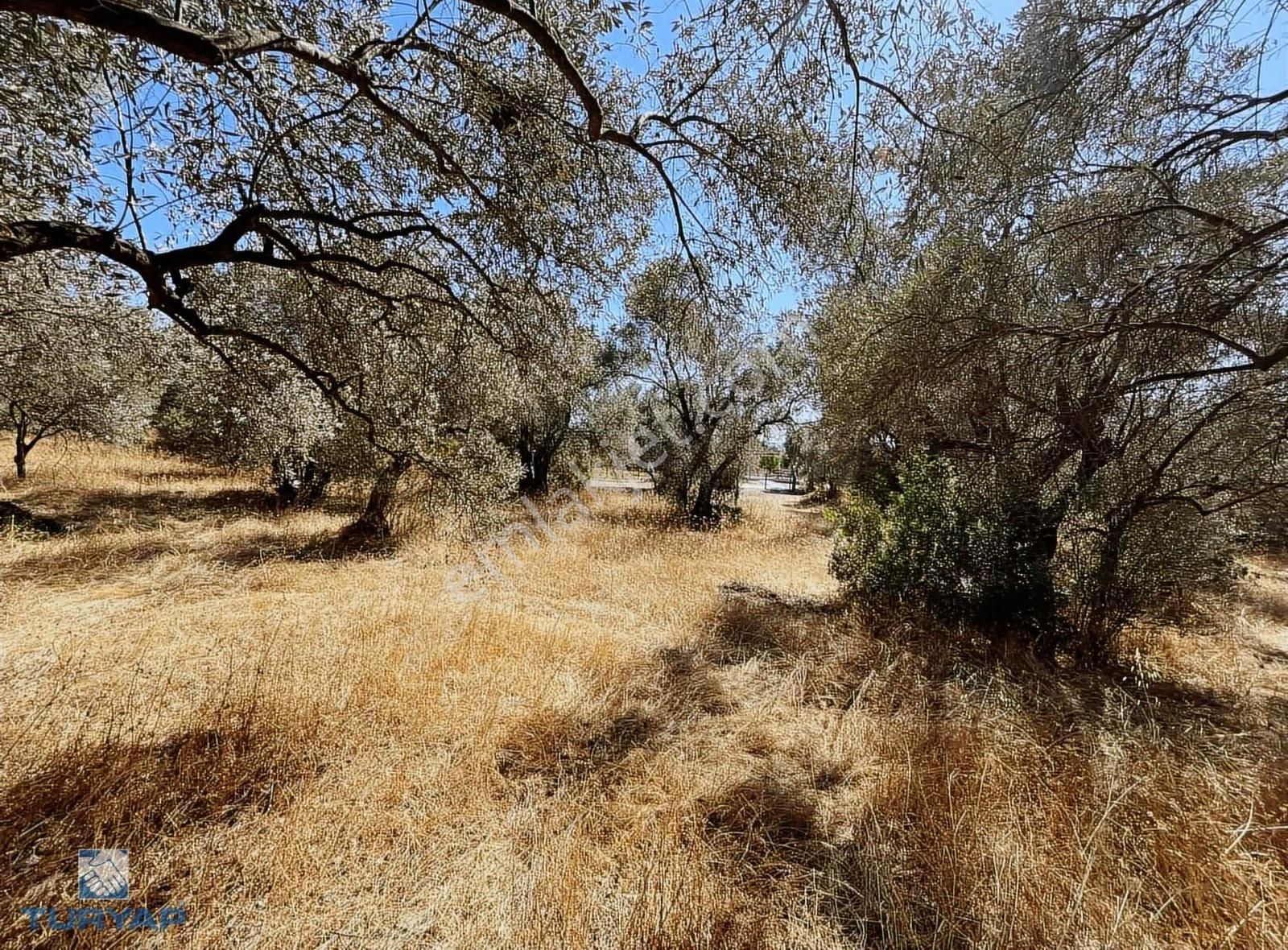 Torbalı Dirmil Mah.2788 M2 Tek Tapu Satılık Zeytinlik - Görsel 19