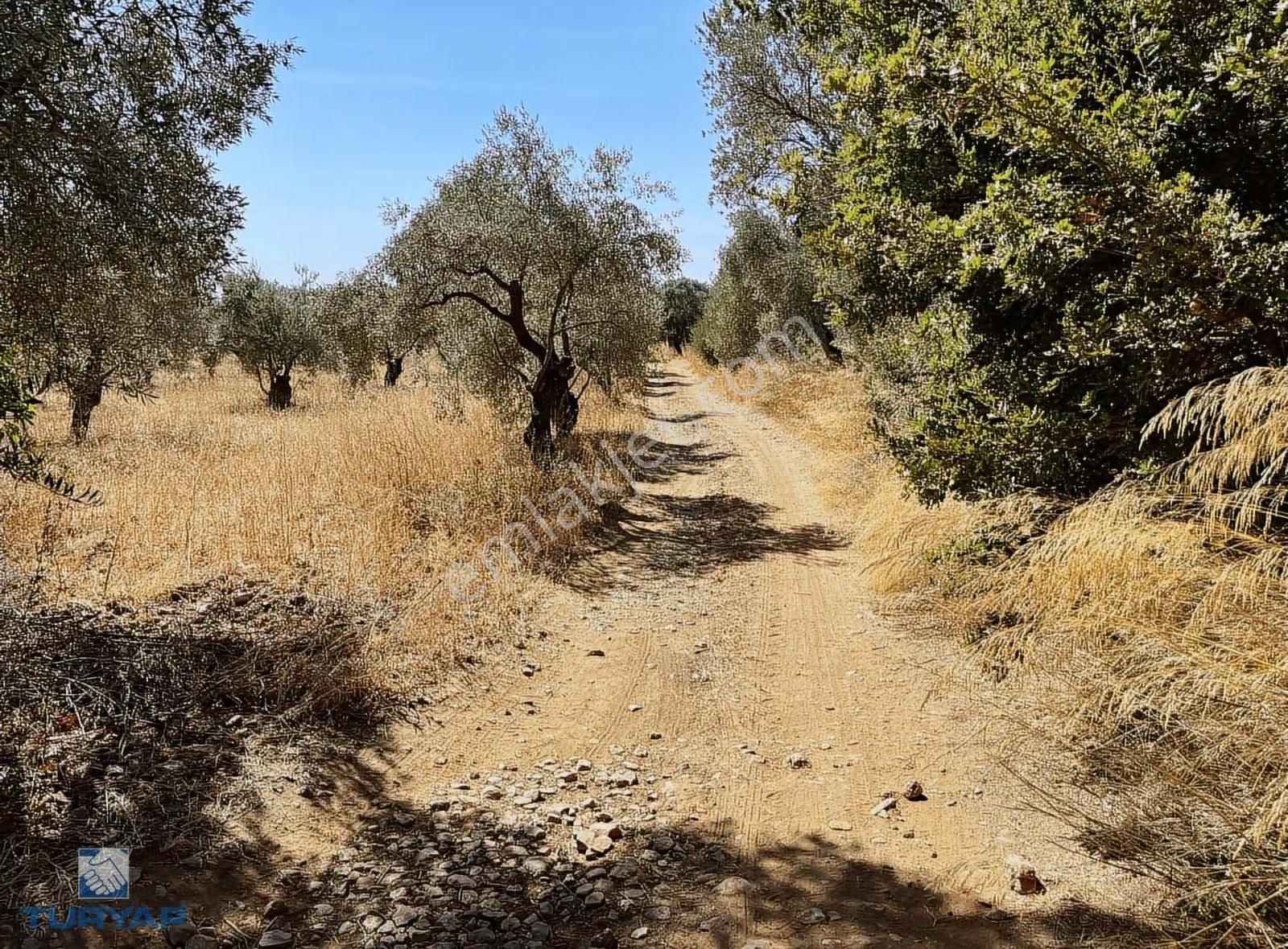 Torbalı Dirmil Mah.2788 M2 Tek Tapu Satılık Zeytinlik - Görsel 32
