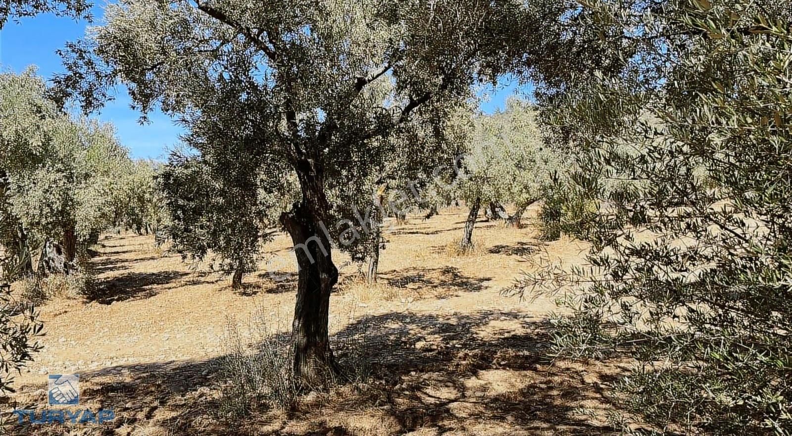 Torbalı Dirmil Mah.2788 M2 Tek Tapu Satılık Zeytinlik - Görsel 34