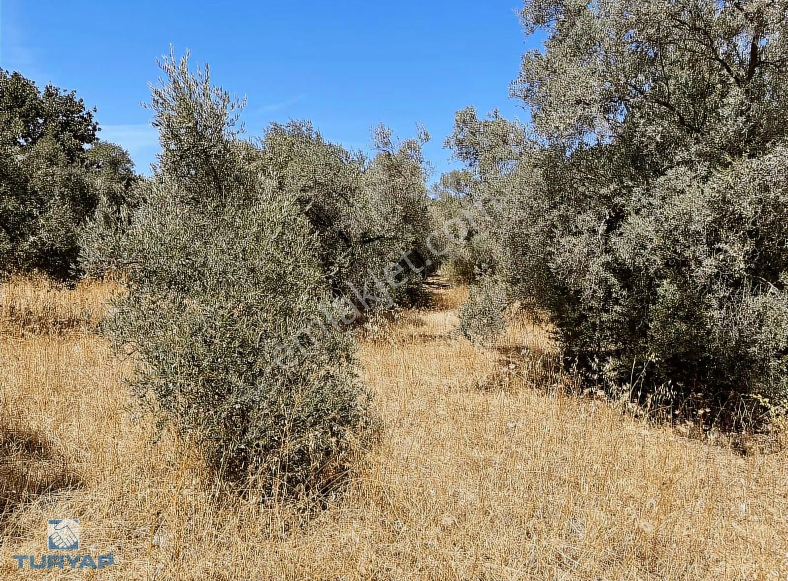 Torbalı Dirmil Mah.2788 M2 Tek Tapu Satılık Zeytinlik - Görsel 12