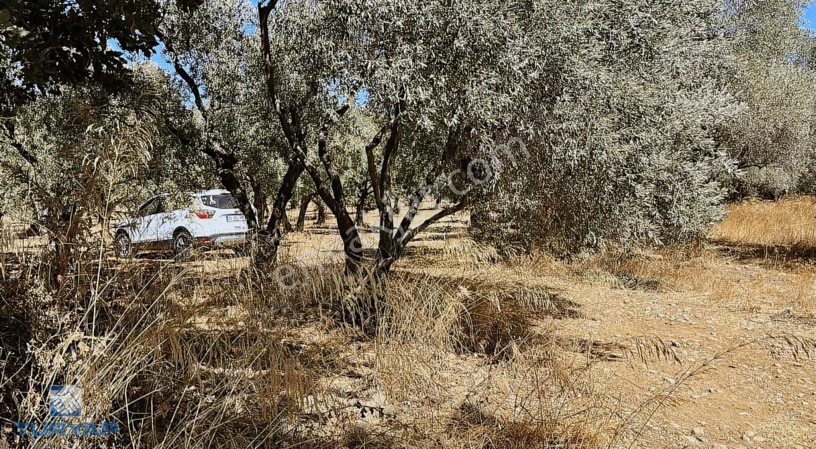 Torbalı Dirmil Mah.2788 M2 Tek Tapu Satılık Zeytinlik - Görsel 22