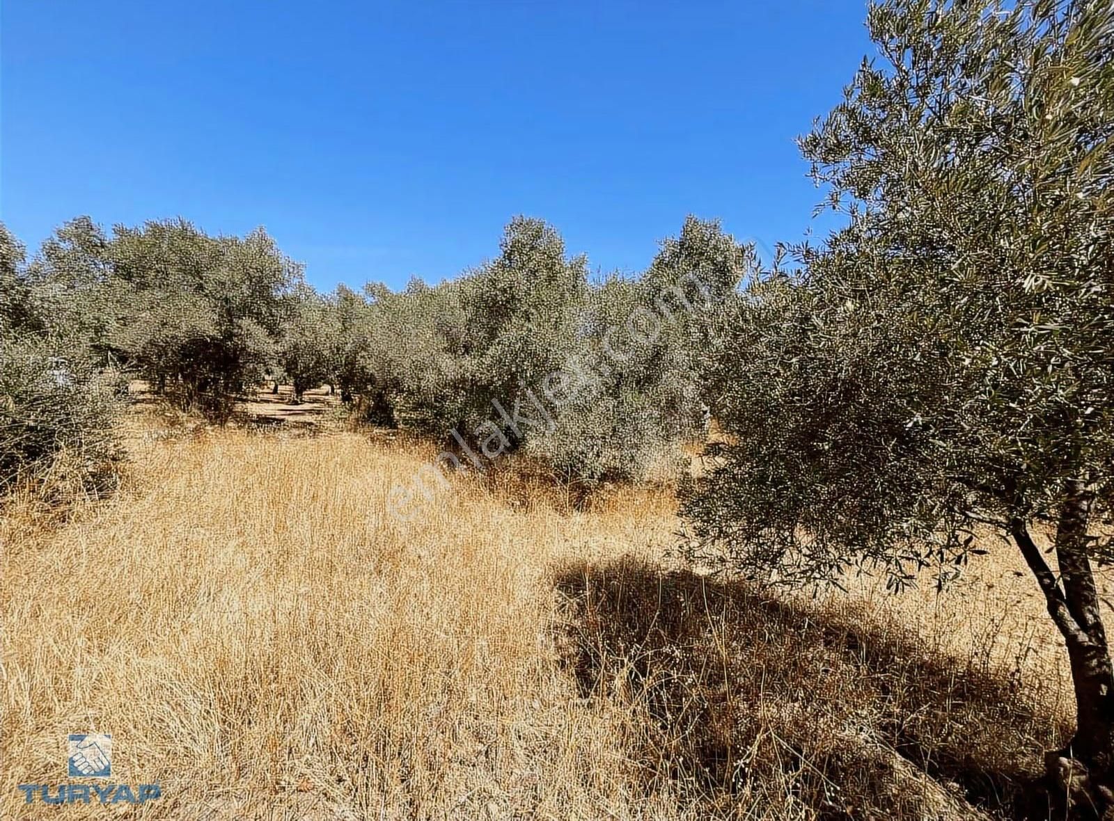Torbalı Dirmil Mah.2788 M2 Tek Tapu Satılık Zeytinlik - Görsel 15