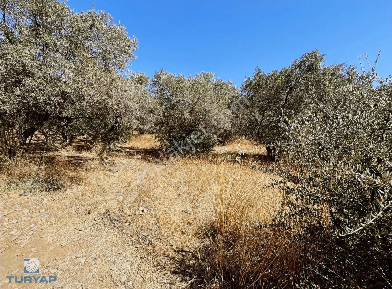 Torbalı Dirmil Mah.2788 M2 Tek Tapu Satılık Zeytinlik - Görsel 9