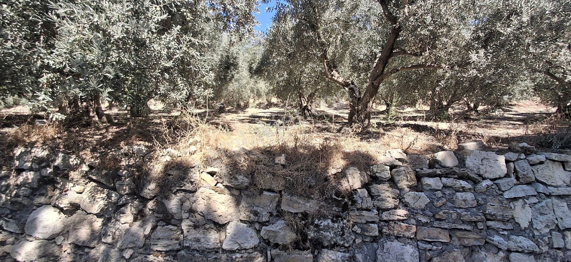 Kuşadasi Caferli 19 Dönüm Deniz Manzaralı Zeytinlik - Görsel 12