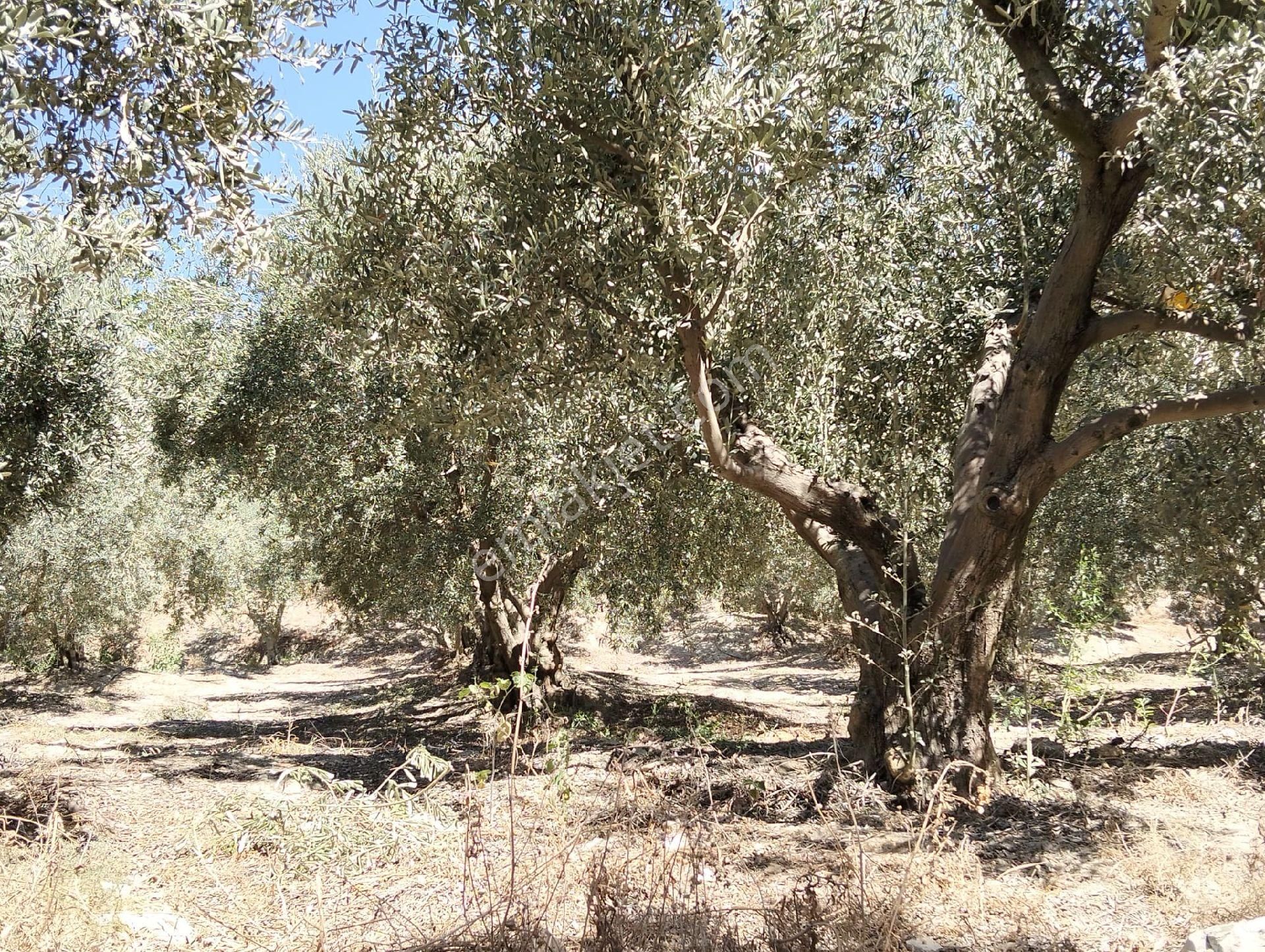 Kuşadasi Caferli 19 Dönüm Deniz Manzaralı Zeytinlik - Görsel 7