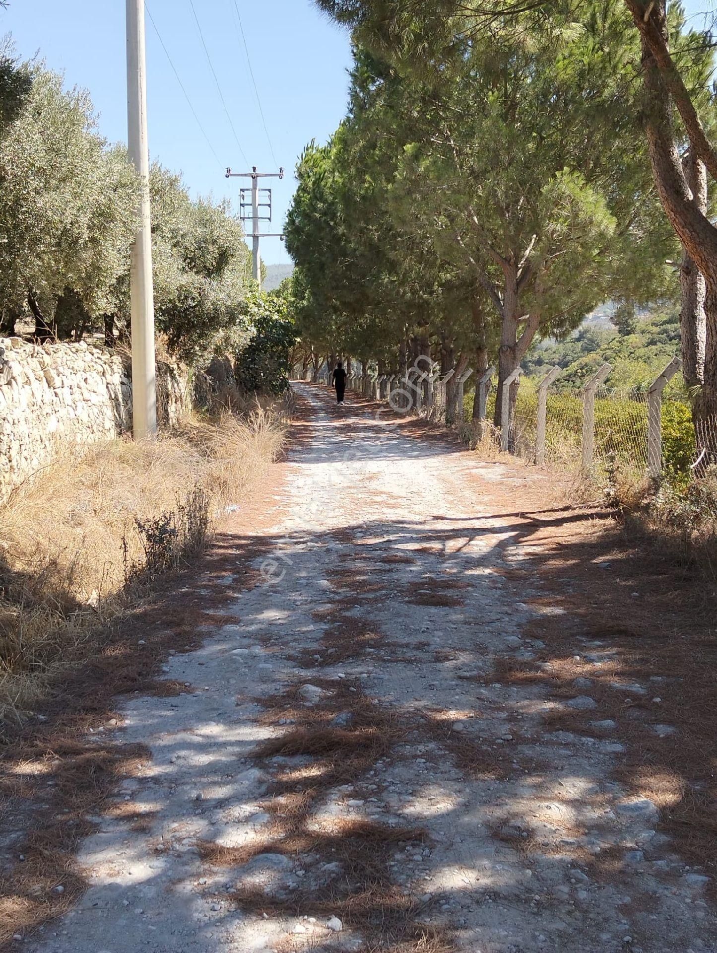 Kuşadasi Caferli 19 Dönüm Deniz Manzaralı Zeytinlik - Görsel 10