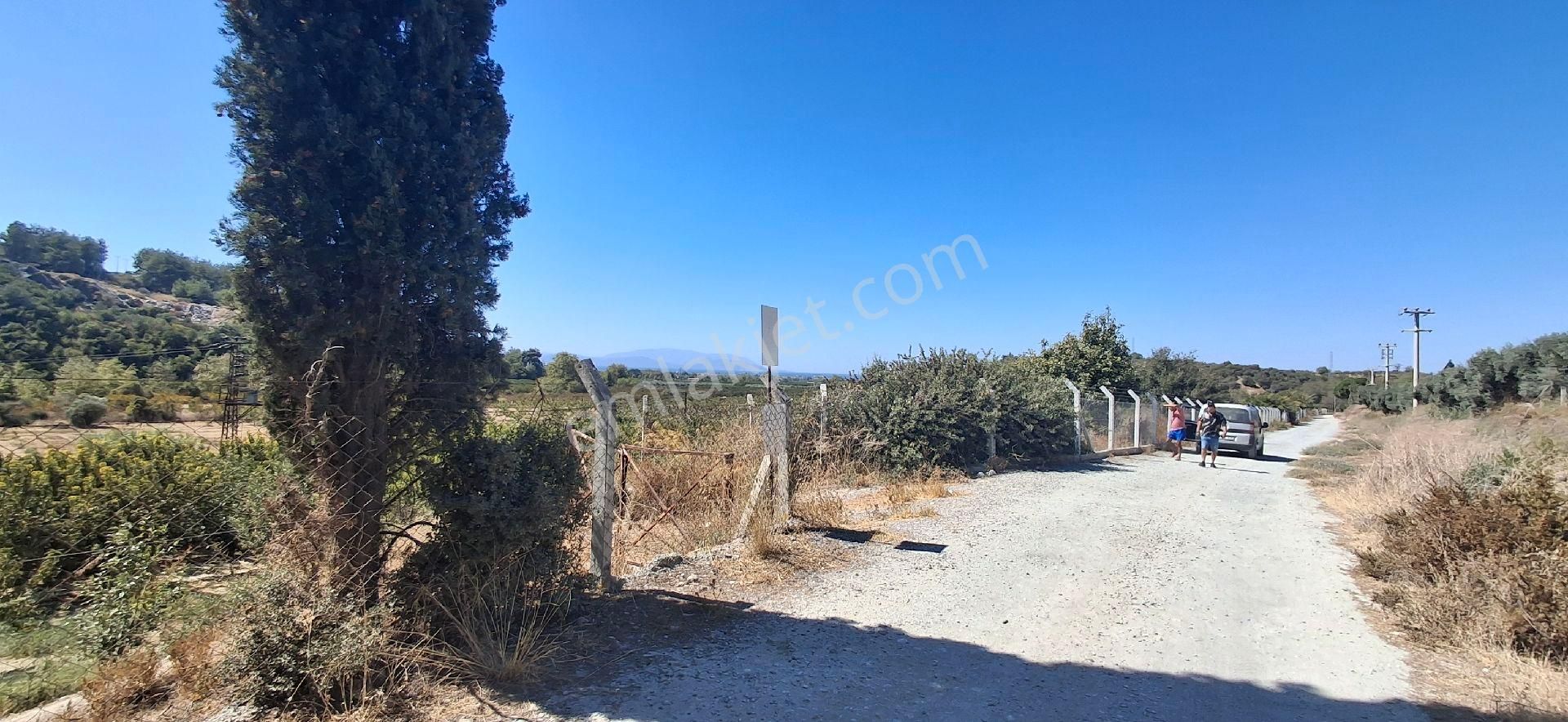 Kuşadasi Caferli 19 Dönüm Deniz Manzaralı Zeytinlik - Görsel 11