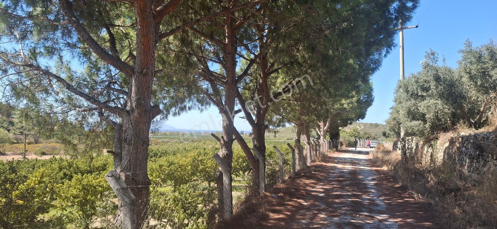 Kuşadasi Caferli 19 Dönüm Deniz Manzaralı Zeytinlik