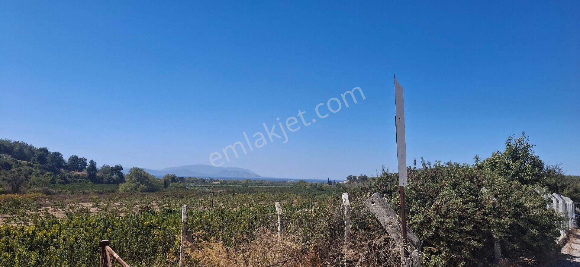 Kuşadasi Caferli 19 Dönüm Deniz Manzaralı Zeytinlik - Görsel 5