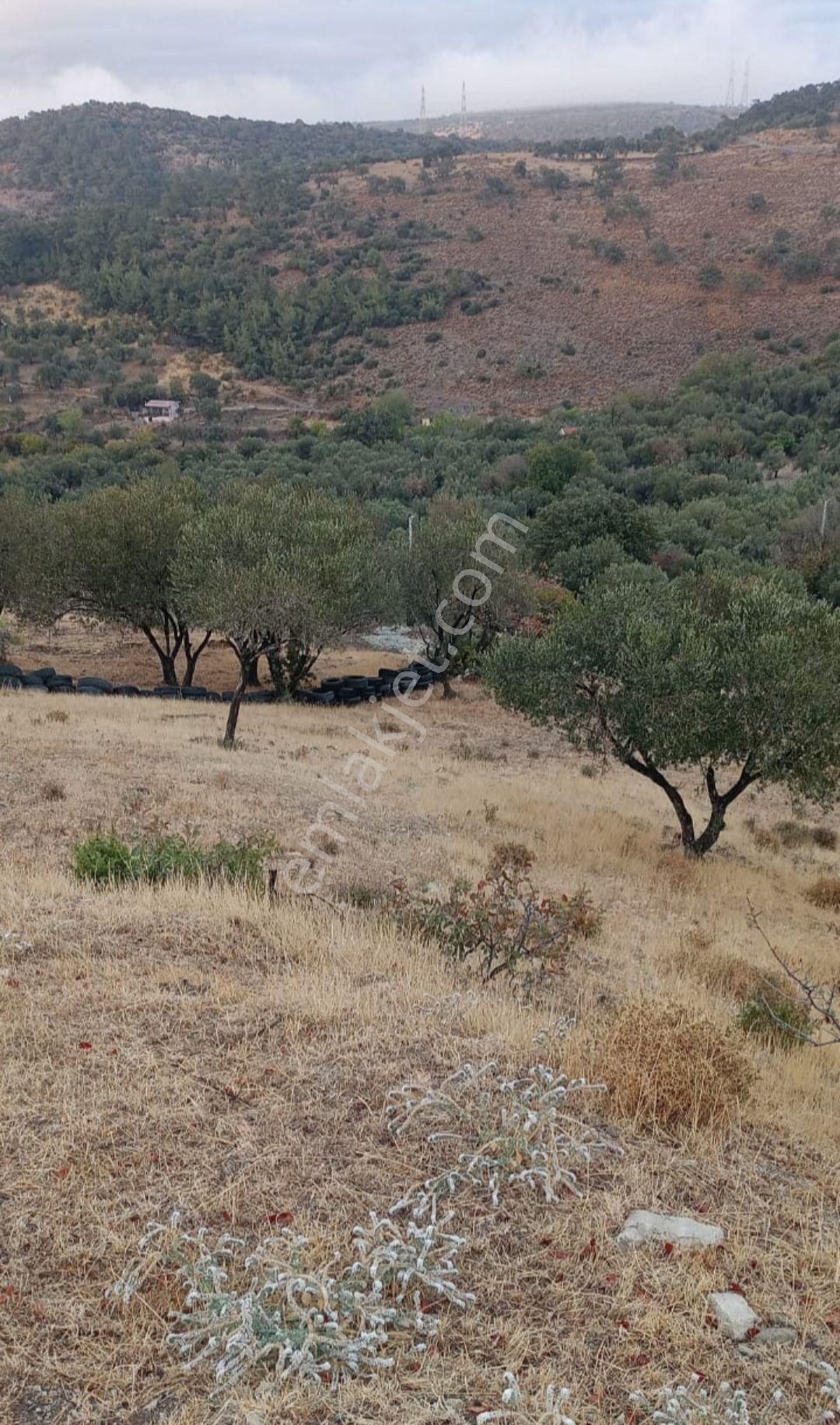 Yola Sıfır Zeytinlik - Görsel 19
