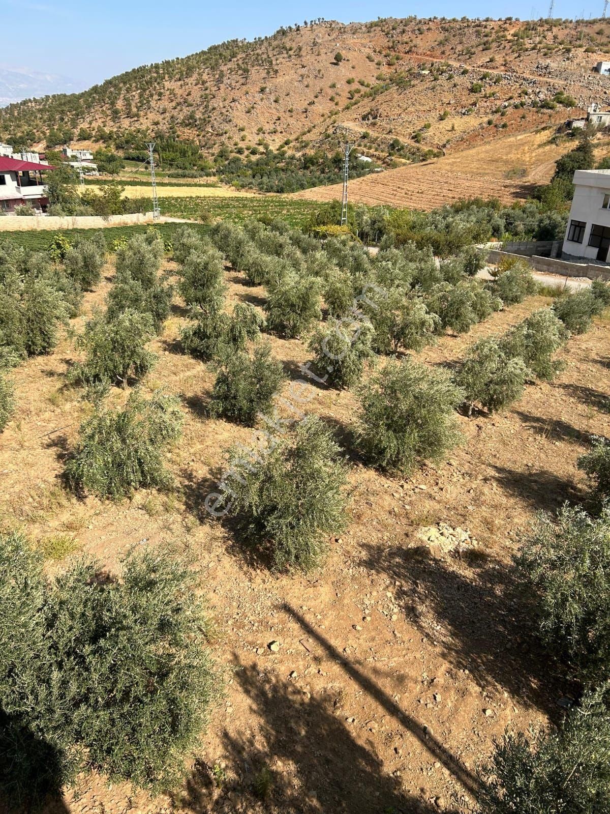 Zeytinlik Bahçe 🏠 Ev - Görsel 12