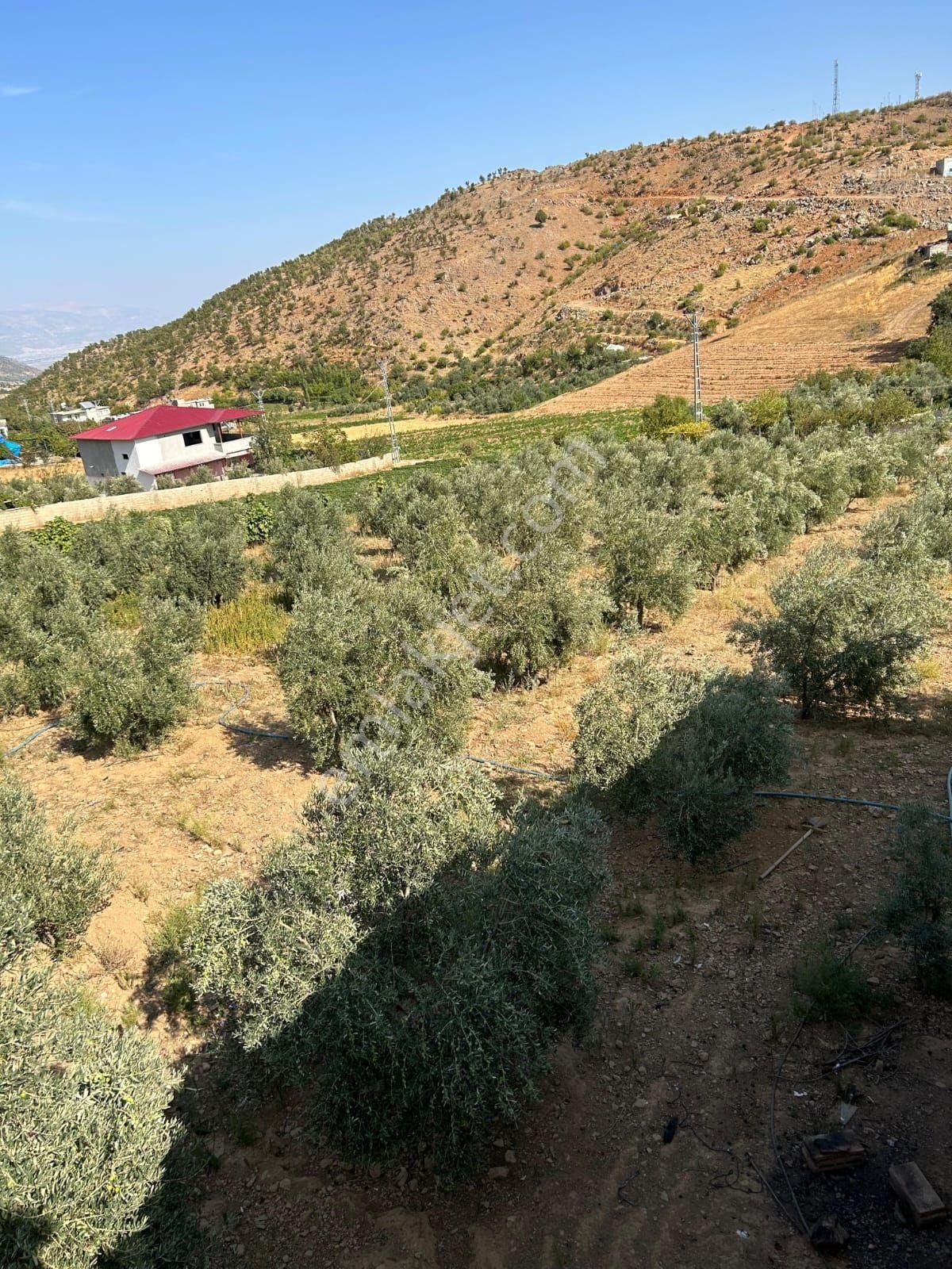 Zeytinlik Bahçe 🏠 Ev - Görsel 7