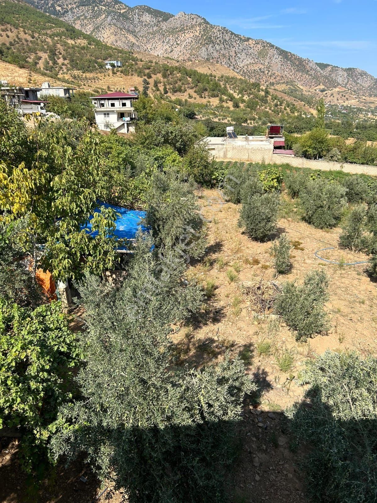 Zeytinlik Bahçe 🏠 Ev - Görsel 11