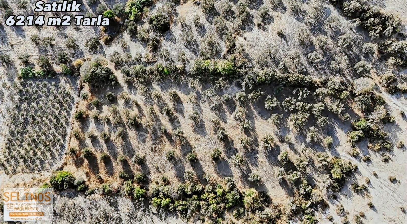 Eğrigöl Mahallesinde 6214 M2 Köyün Dibinde Zeytinlik - Görsel 5