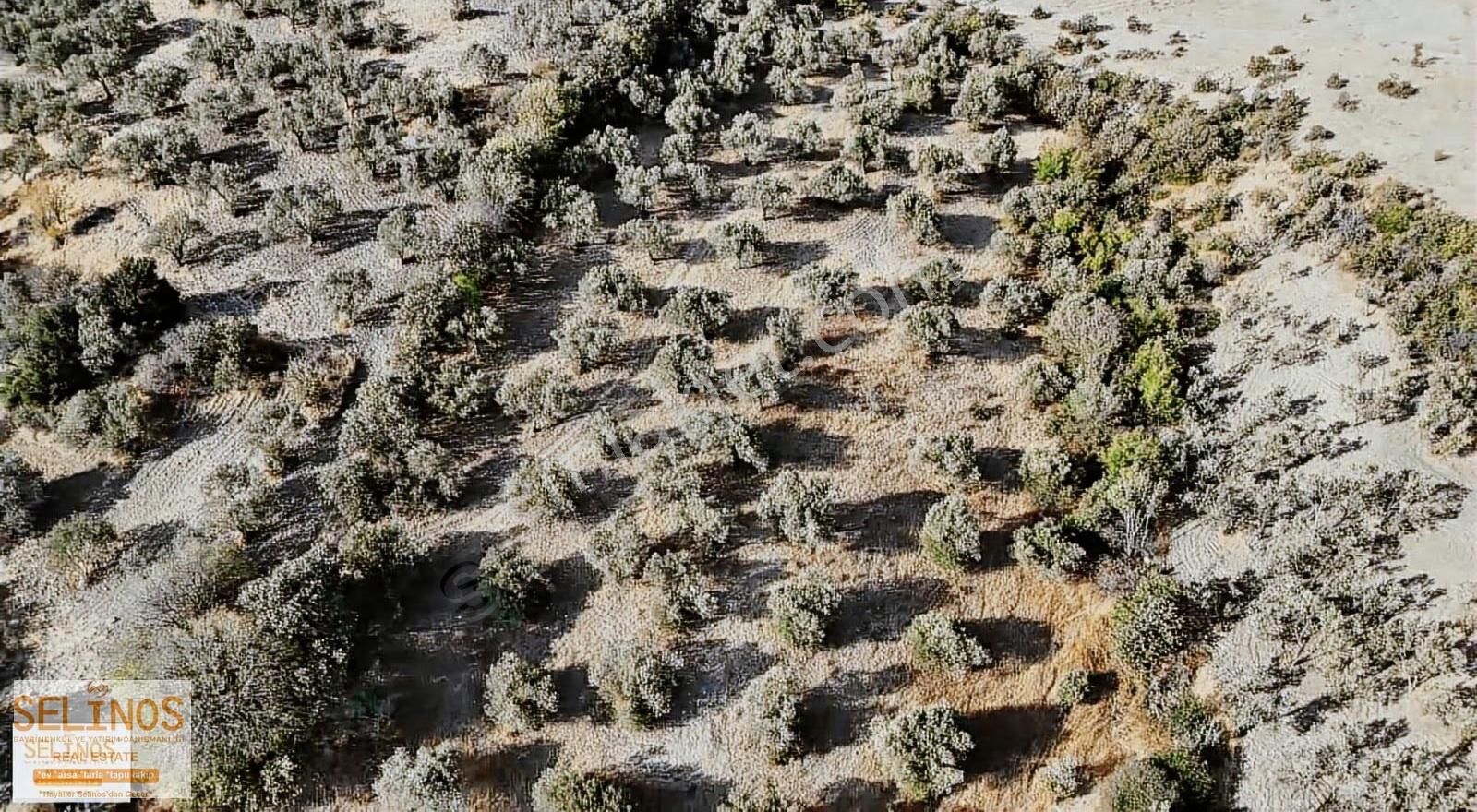 Eğrigöl Mahallesinde 6214 M2 Köyün Dibinde Zeytinlik - Görsel 2