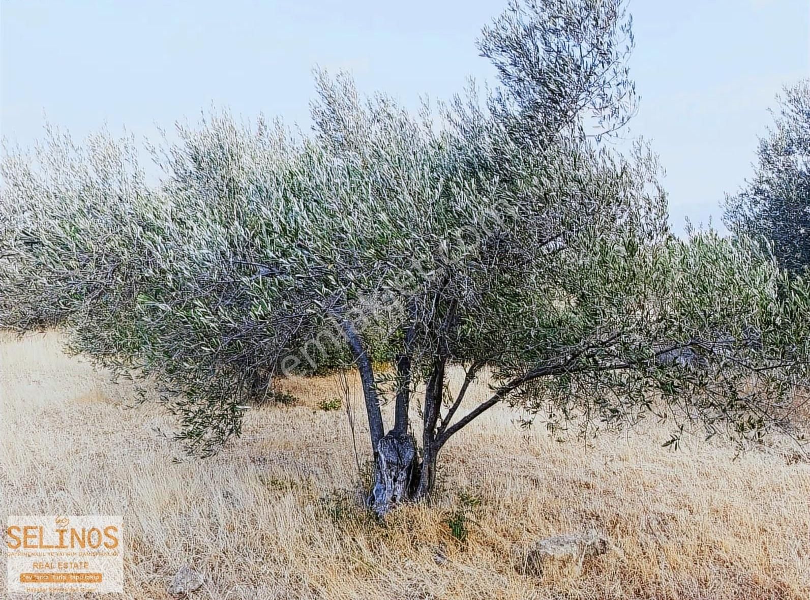 Eğrigöl Mahallesinde 6214 M2 Köyün Dibinde Zeytinlik - Görsel 3