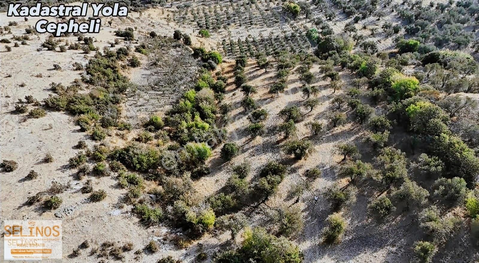 Eğrigöl Mahallesinde 6214 M2 Köyün Dibinde Zeytinlik - Görsel 7