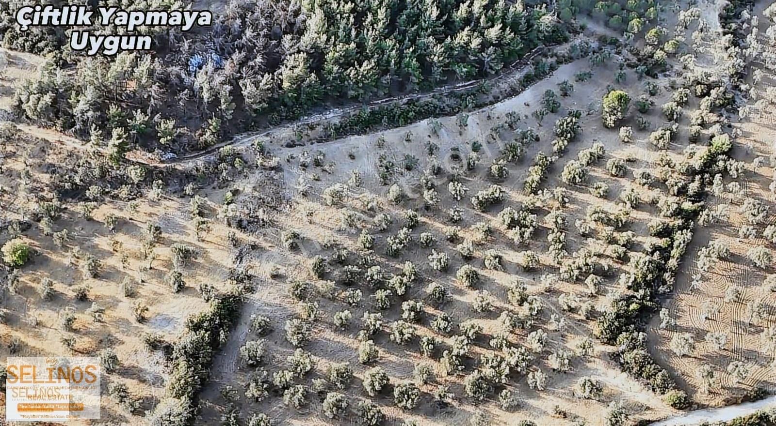Eğrigöl Mahallesinde Köye Yakın 10.000 M2 Zeytinlik - Görsel 6