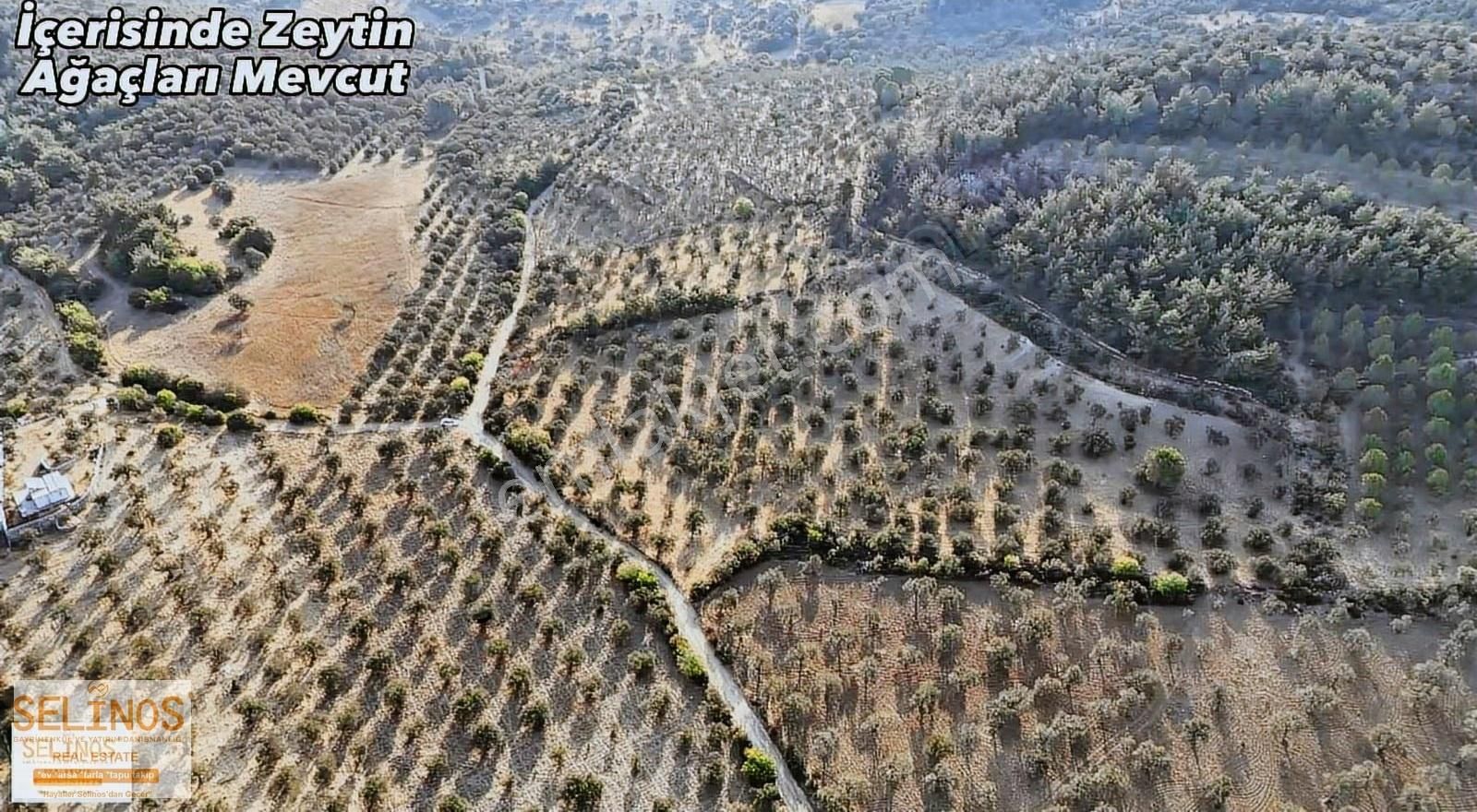 Eğrigöl Mahallesinde Köye Yakın 10.000 M2 Zeytinlik - Görsel 4