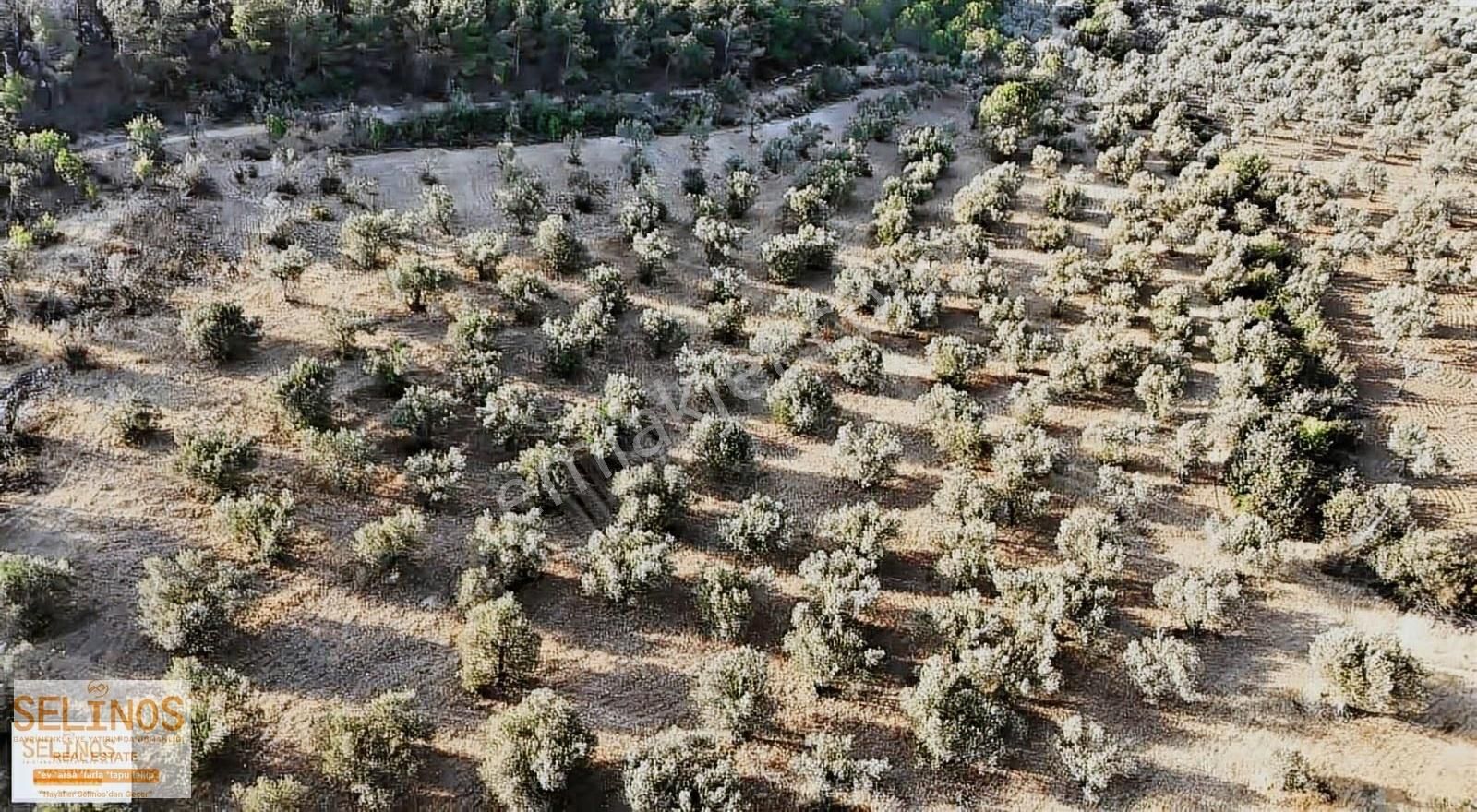 Eğrigöl Mahallesinde Köye Yakın 10.000 M2 Zeytinlik - Görsel 5